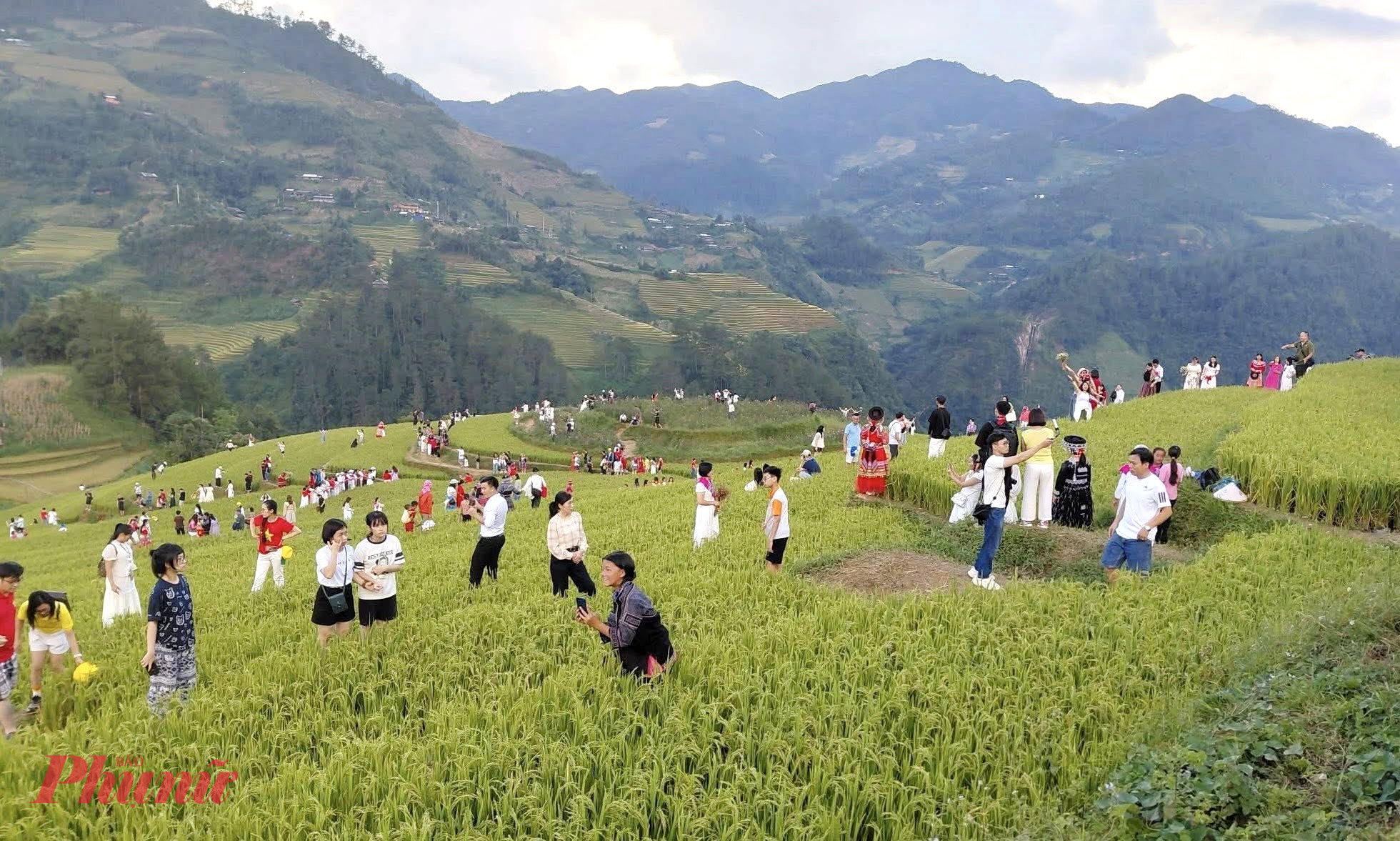 Cùng với Đồi Móng Ngựa ở La Pán Tẩn, Đồi Mâm Xôi được coi là nơi ngắm lúa chín đẹp nhất Mù Cang Chải. Từ trên cao, thửa ruộng bậc thang lớn nổi bật giữa muôn vàn lớp ruộng nhỏ xung quanh, tròn đầy như chiếc mâm xôi khổng lồ. Khi lúa chín, cả quả đồi rực vàng óng ả, nổi bật giữa thung lũng xanh, trở thành điểm hẹn lý tưởng cho những tay máy săn ảnh và du khách yêu vẻ đẹp nguyên sơ vùng cao.