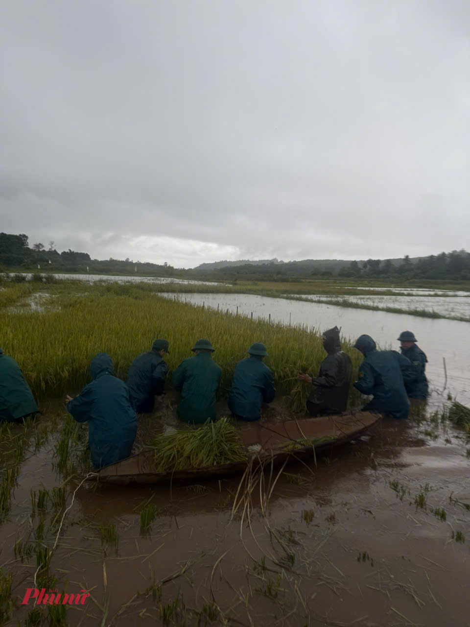 Lực lượng dân quân cũng giúp người dân thu hoạch lúa, vận chuyển về nơi an toàn nhằm hạn chế thiệt hại do bão số 10 gây ra