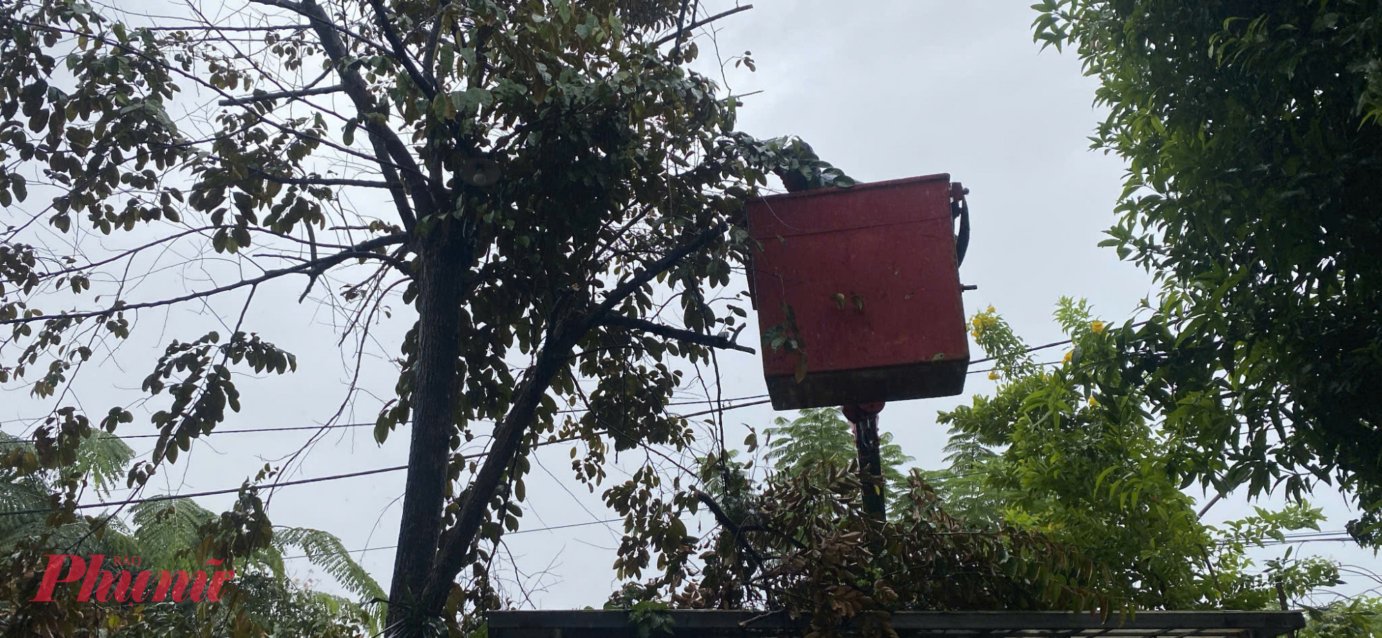 Người dân TP Huế tranh thủ cắt tỉa cành trước lúc bảo đổ bộ