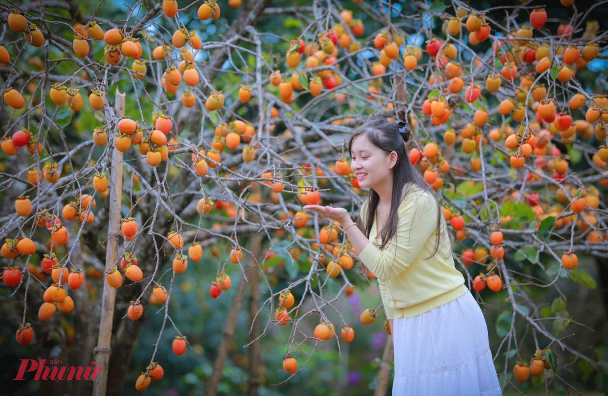 Du khách có thể tranh thủ chụp ảnh sống ảo giữa khung nền quả chín rực rỡ, tạo nên những kỷ niệm ngọt ngào giữa thiên nhiên