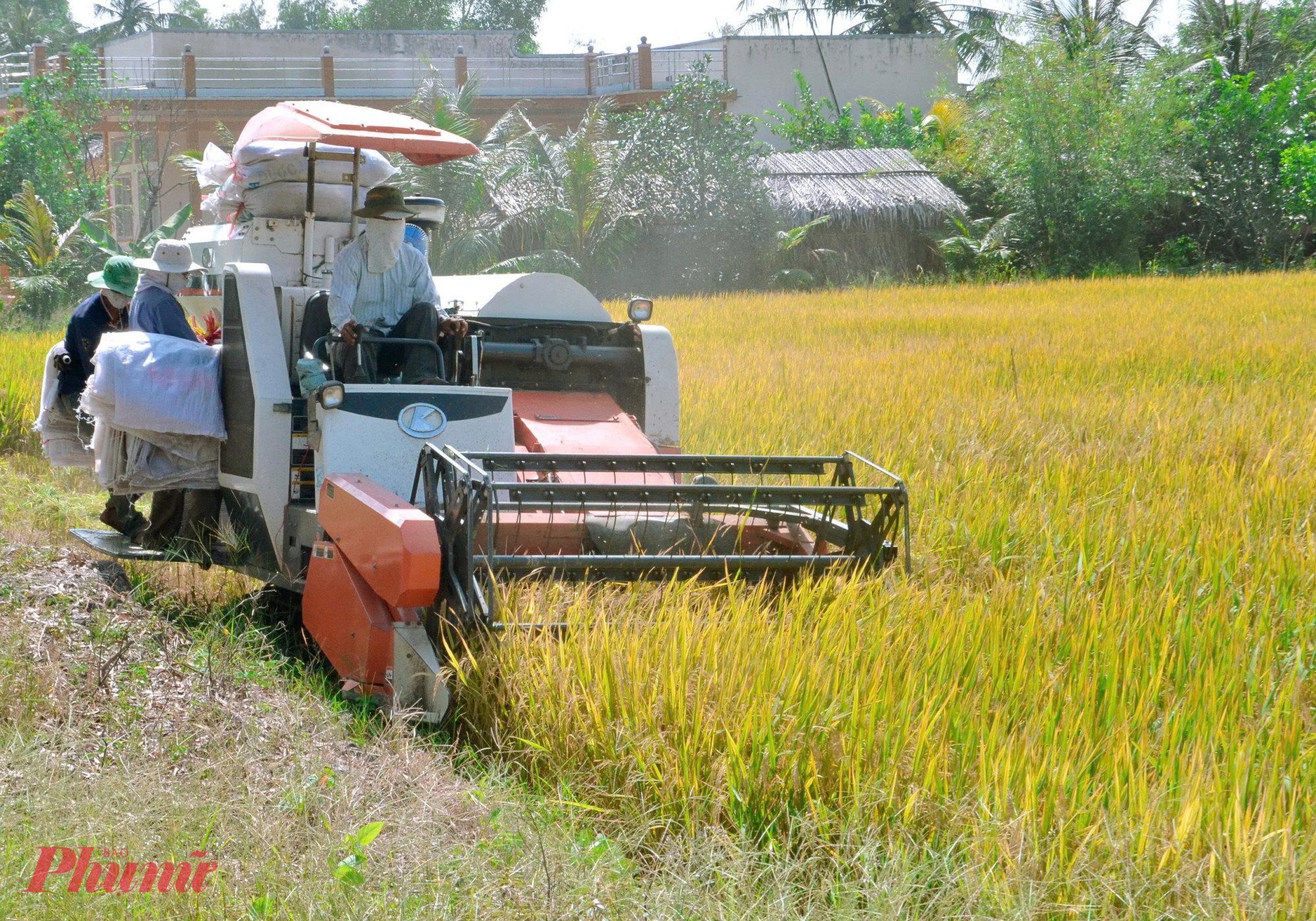 Sau sáp nhập tỉnh An Giang trở thành vựa lúa lớn nhất cả nước - Ảnh Phú Hữu