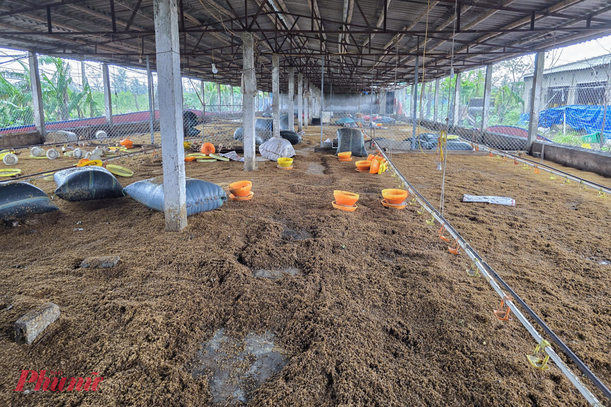 Kế bên cạnh, trang trại gà hơn 20.000 con của chị Nguyễn Thị Dung (39 tuổi) cũng bị xóa sổ hoàn toàn. Gà chết, thức ăn chăn nuôi cũng bị hư hỏng do lũ nhấn chìm khiến vợ chồng chị Dung thiệt hại hơn 1,4 tỉ đồng.