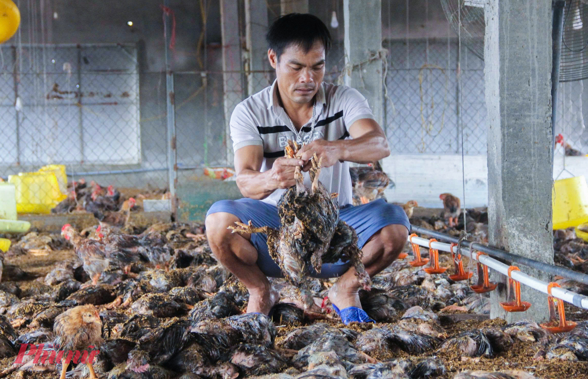 Ngồi thẫn thờ bên đống gà chết chưa kịp tiêu hủy, anh Nguyễn Hữu Sỹ (41 tuổi, trú xóm 4, xã An Châu) cho biết, sáng 29/9, nước lũ bắt đầu tràn vào trại gà, rồi lên nhanh khiến vợ chồng anh không kịp trở tay. Lũ rút, đàn gà hơn 16.000 con đều bị chết do ngâm nước, thiệt hại hơn 1 tỉ đồng.
