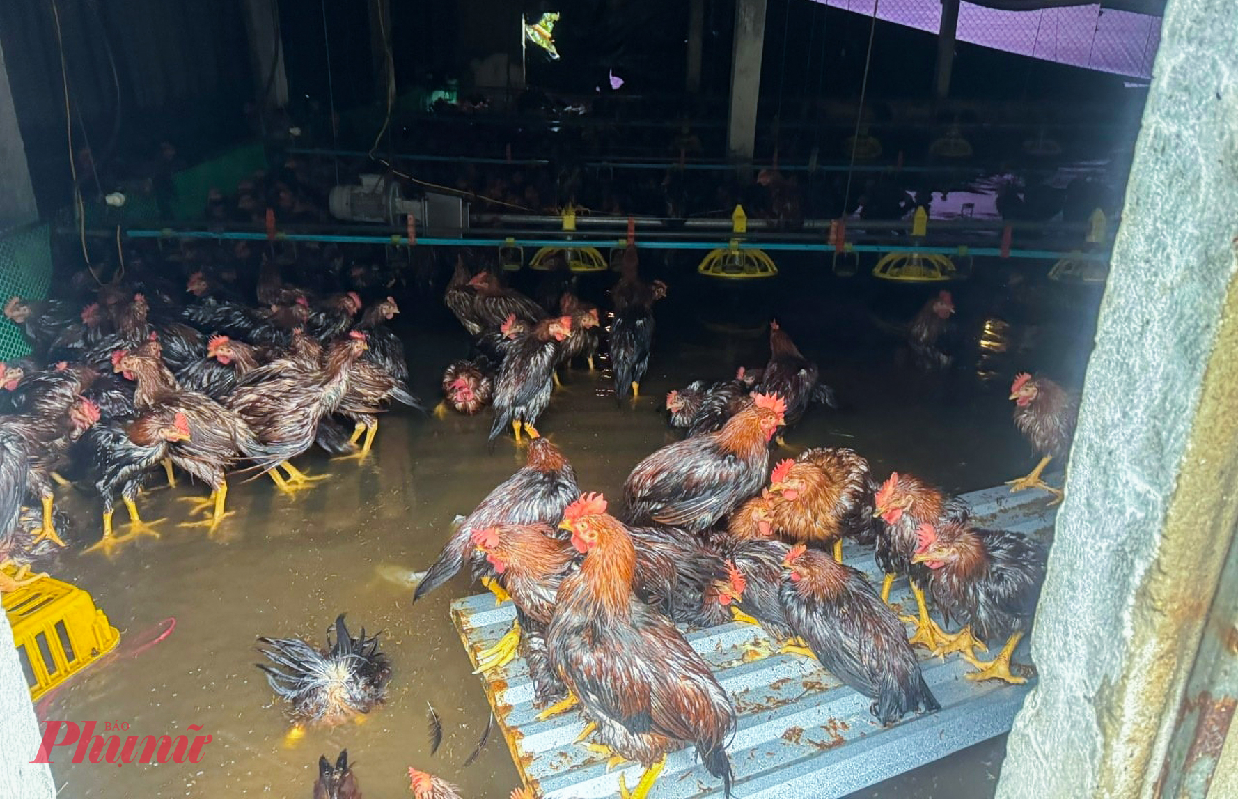 Người dân nơi đây chưa kịp gượng dậy sau những thiệt hại do mưa bão các đợt trước thì nay lại một lần nữa rơi vào cảnh trắng tay, nợ nần chồng chất.
