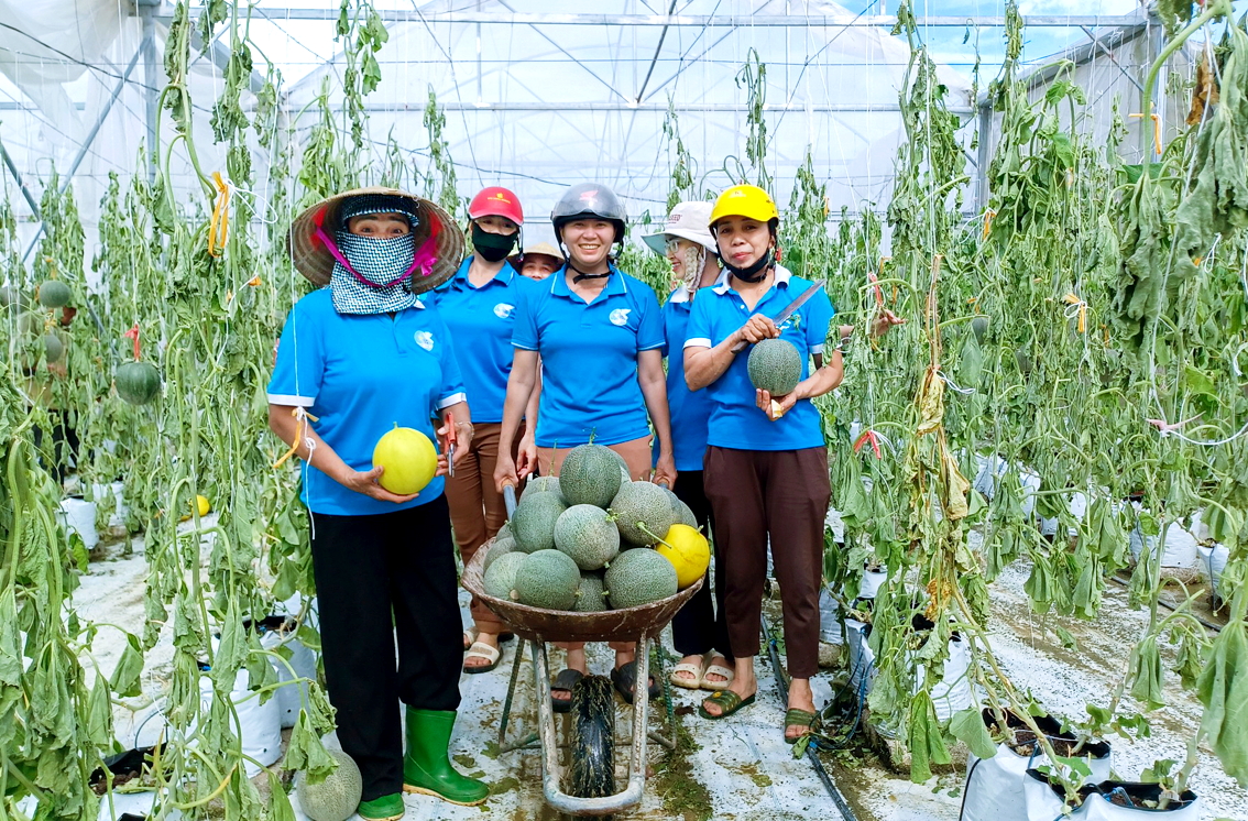 Hội LHPN xã Văn Kiều giúp hội viên thu hoạch và tiêu thụ dưa lưới sau cơn bão số 10