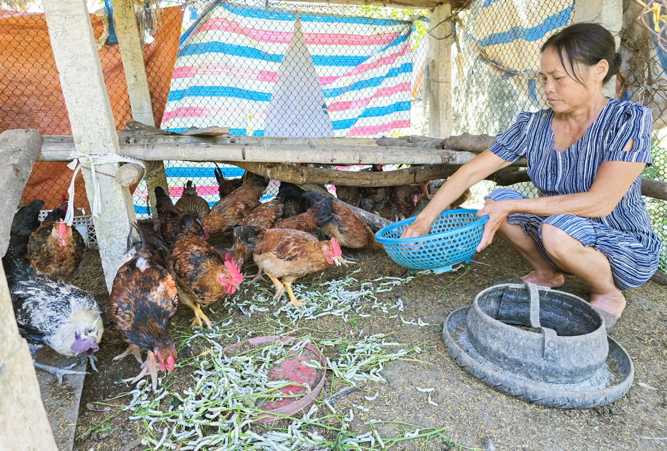 Tằm không phát triển do thiếu lá dâu để ăn nên bà Nguyễn Thị Hợi đành mang chúng cho gà ăn
