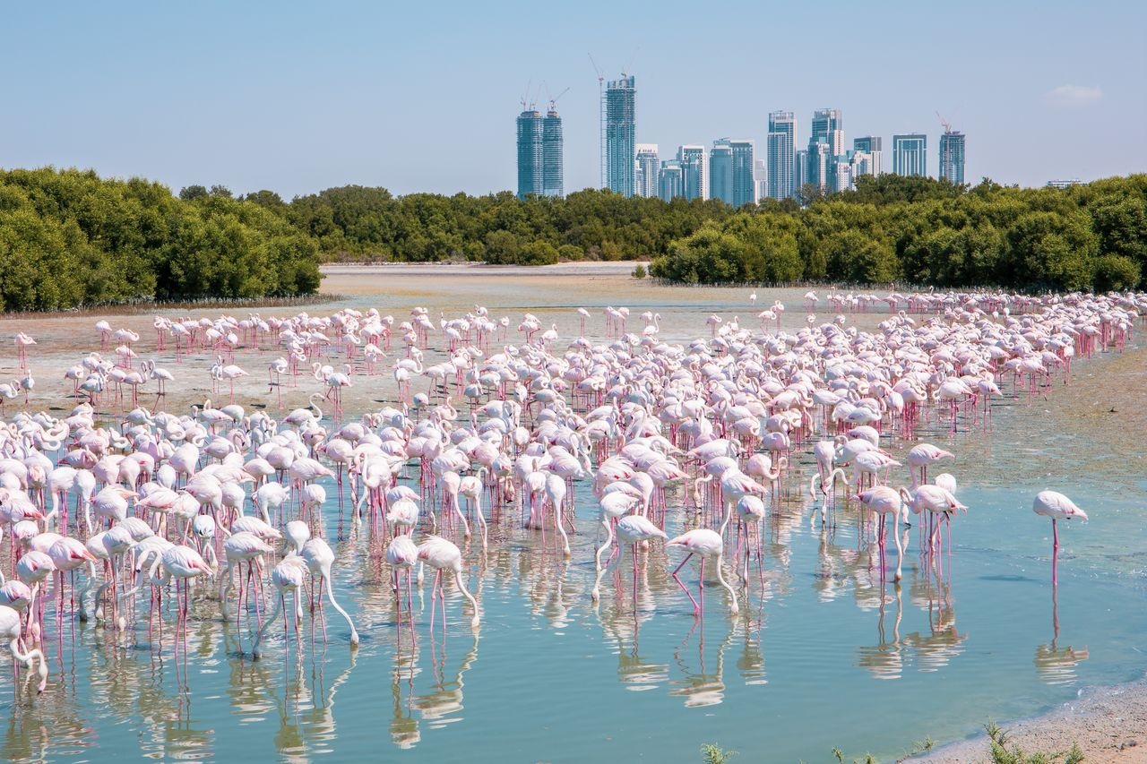 Hồng hạc trog khu bảo tồn động vật hoang dã Ras Al Khor, Dubai - Ảnh: Getty 