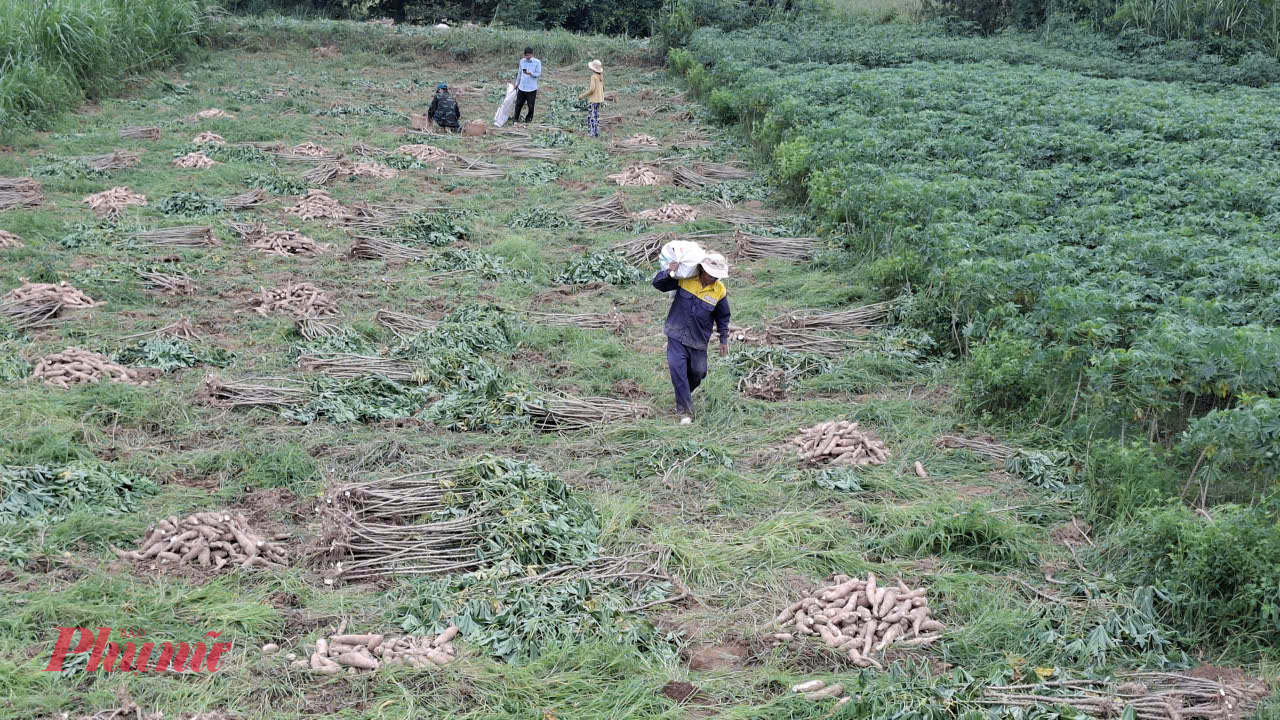 Trồng giống cao sản mới, kháng bệnh nhìn lá sắn “mở mắt” lên cao, củ to, mang lại năng suất cao. Ảnh: Mạnh Hoài Nam