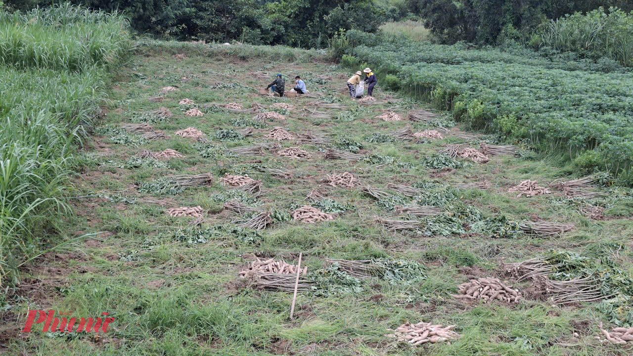Với giá sắn hiện nay, người nông dân có thể làm giàu từ cây sắn. Ảnh: Mạnh Hoài Nam