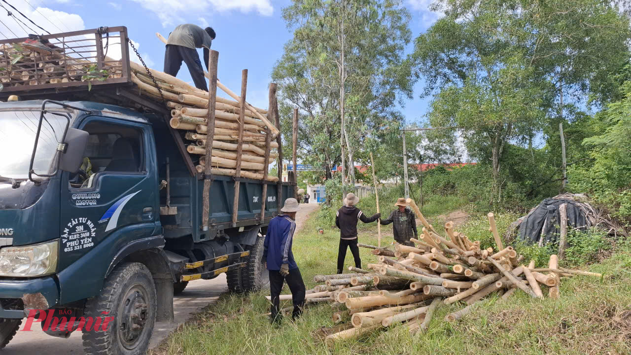 Có đám keo trồng trên đất xấu và gặp nắng hạn cây keo sát vỏ lột vỏ không chạy đành bán củi giá rất thấp, người trồng keo méo mặt. Ảnh: Mạnh Hoài Nam