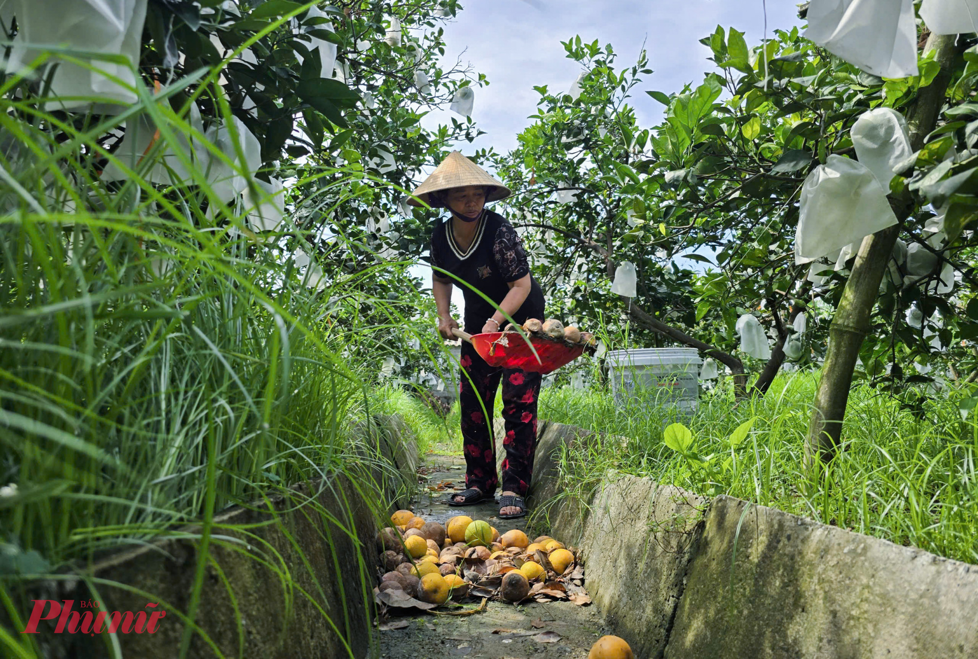 Mỗi ngày, chị Nguyễn Thị Mai lại phải ra vườn nhặt từng bao tải cam rụng mang đi vứt bỏ.