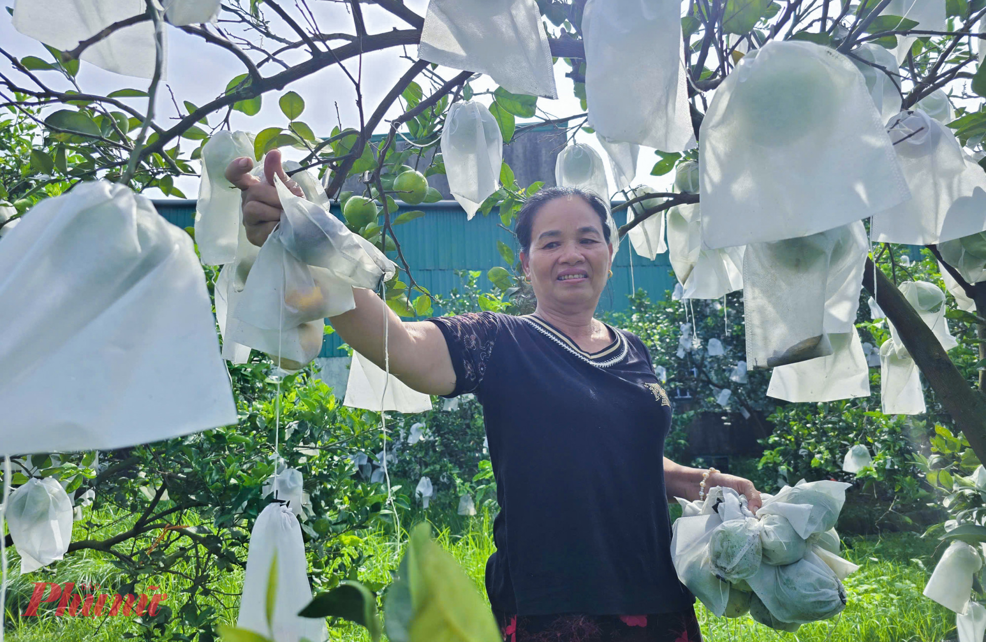 Tương tự, vườn cam hơn 100 gốc của chị Nguyễn Thị Mai cũng chịu thiệt hại nặng nề do bão số 10. Gió bão quật mạnh làm những trái cam trĩu quả va đập vào nhau, vào các gai nhọn trên thân cây, dập nát, trầy xước rồi hư hỏng.