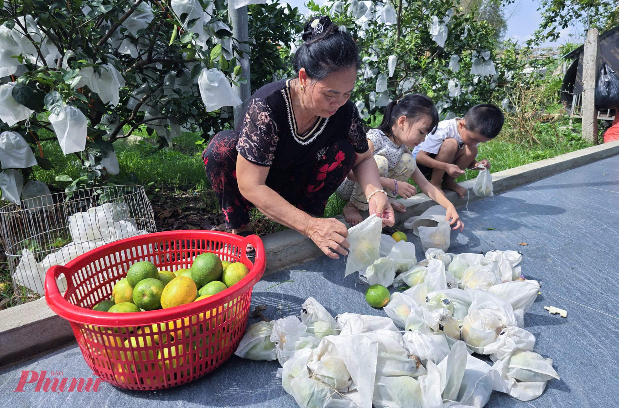 Xót của, chị Mai gắng thu gom những trái cam chưa hỏng cho người dân trong làng vắt nước uống. 