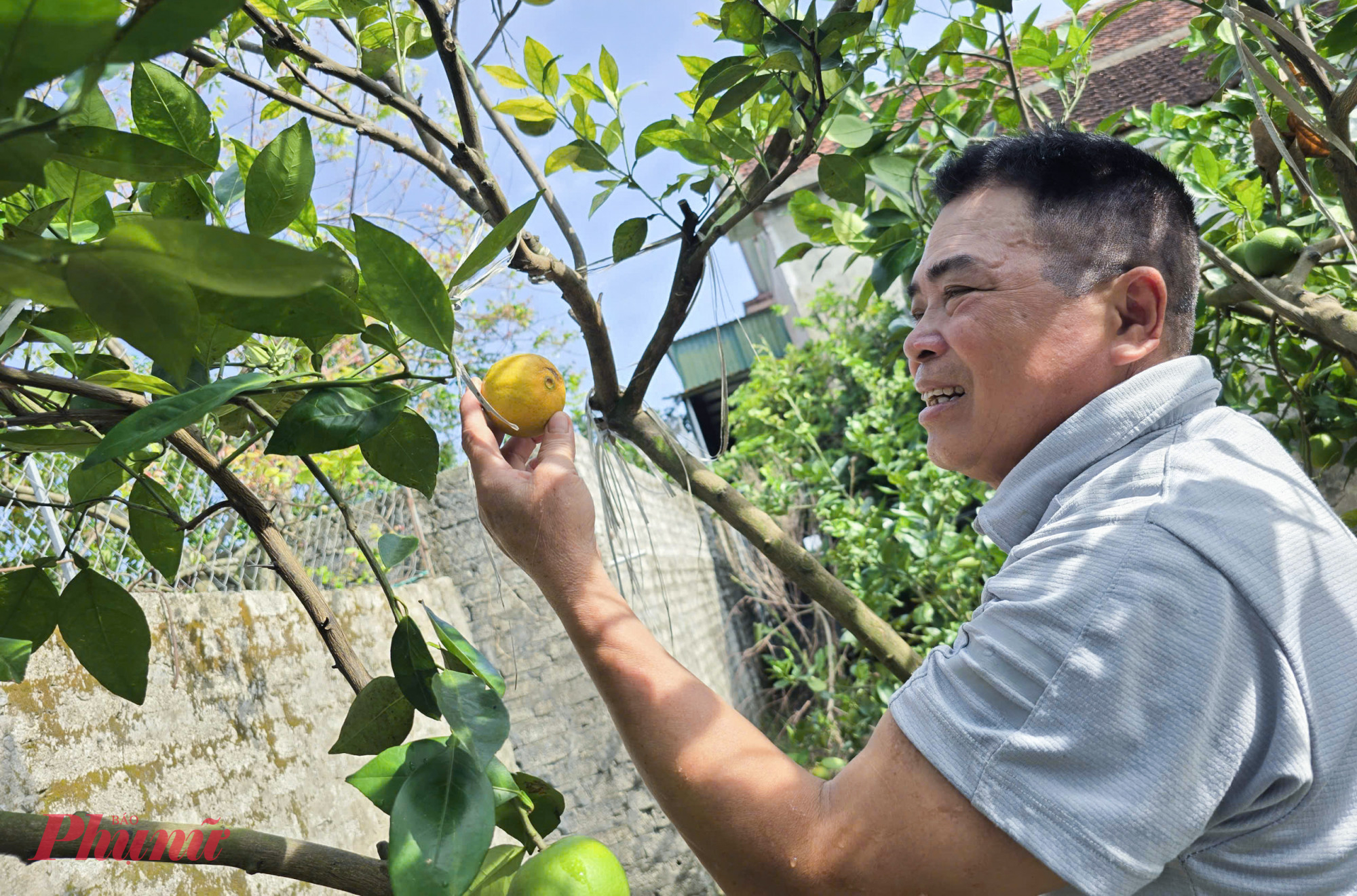 Ông Nguyễn Văn Thọ - chủ vườn cam Xã Đoài gần 100 gốc cho biết, nước lũ dâng cao, ngập sâu hơn nửa mét tới 4 ngày liền. Khi nước rút, cuống cam bắt đầu thối, rụng trái hàng loạt. “Cả năm chăm bẵm, giờ nhìn cam rụng vàng gốc mà đứt ruột gan” - ông Thọ xót xa nói.