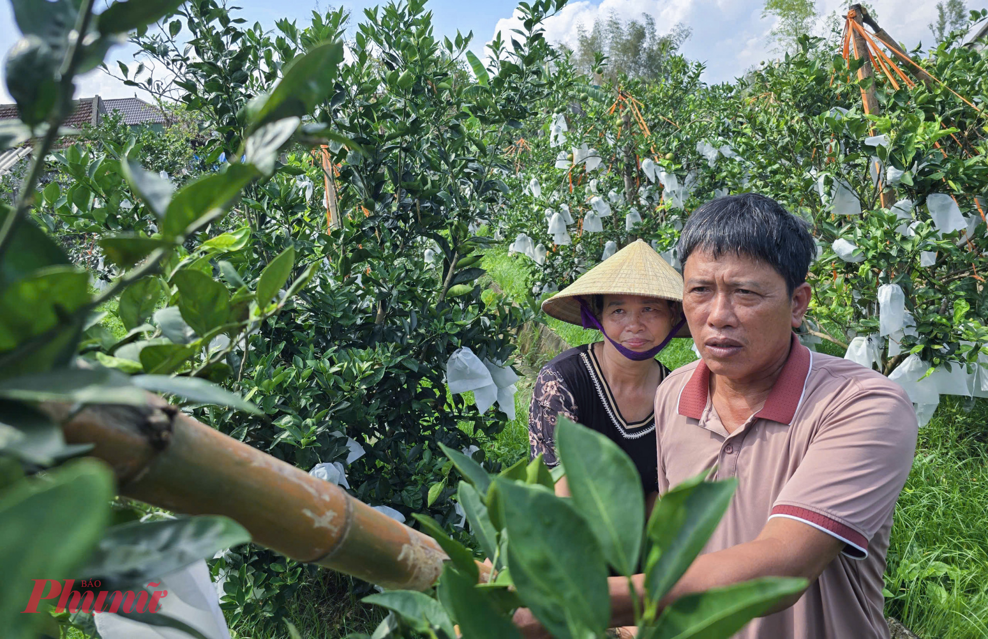 Không chỉ quả bị dập nát, nhiều cây còn bật gốc. “Sau khi chằng chống lại những cây bị gió quật ngã, chúng tôi phải cắt tỉa, xử lý mầm bệnh và bón phân để cây sớm hồi phục” - chị Mai cho biết.