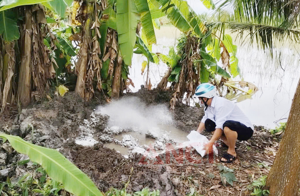 Tiêu hủy số thịt heo nhiễm bệnh. Ảnh: CTV