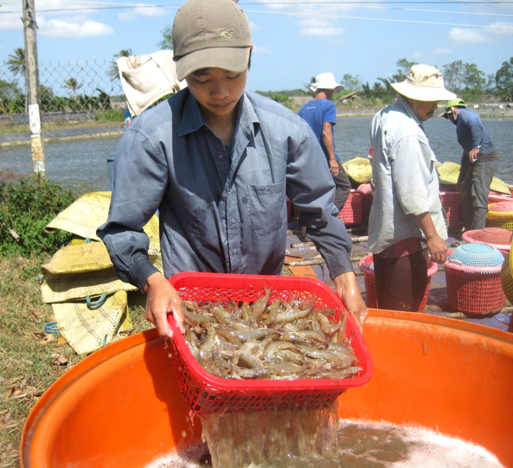 Cà Mau - nông dân vươn lên làm giàu từ thủy sản Thu hoạch tôm cung ứng cho các nhà máy chế biến xuất khẩu