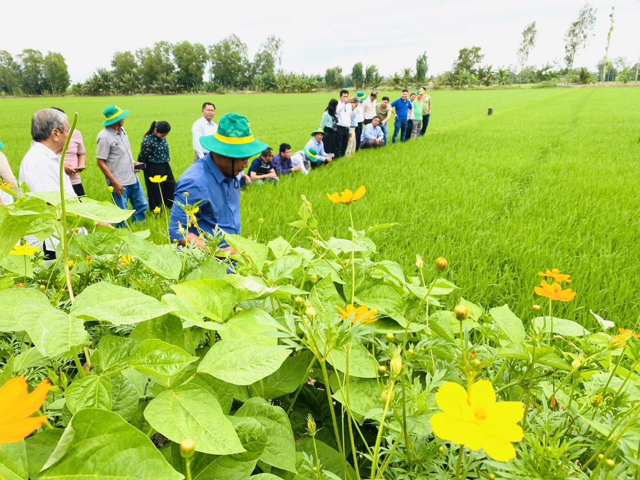 Đề án một triệu ha lúa chất lượng cao, phát thải thấp đang triển khai ở vùng ĐBSCL cho kết quả khả qua. Ảnh: Vũ Hoàng