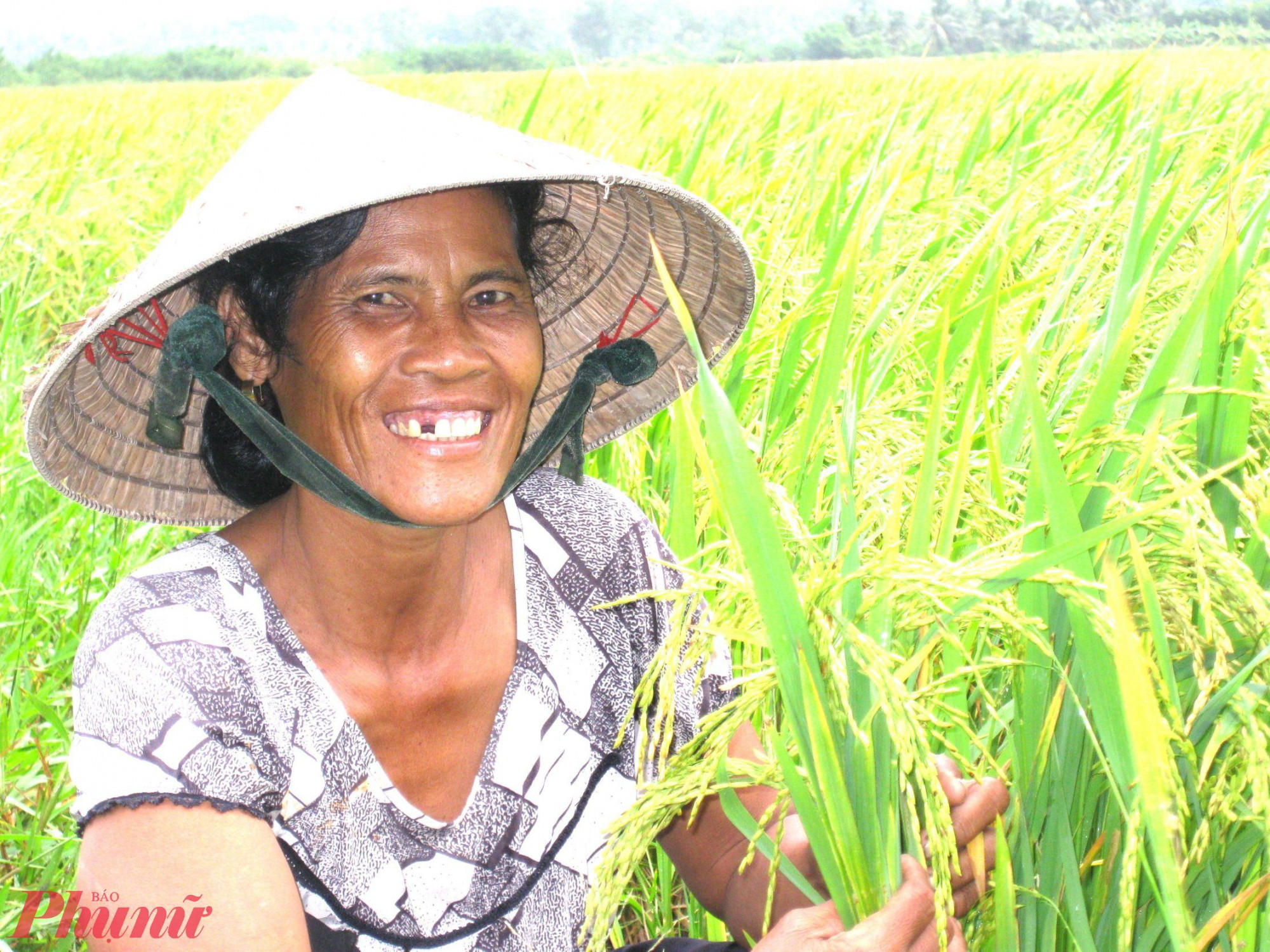 Phụ nữ ngày càng đóng vai trò quan trọng trong sản xuất lúa gạo chất lượng cao ở vùng ĐBSCL... Ảnh: Huỳnh Trọng