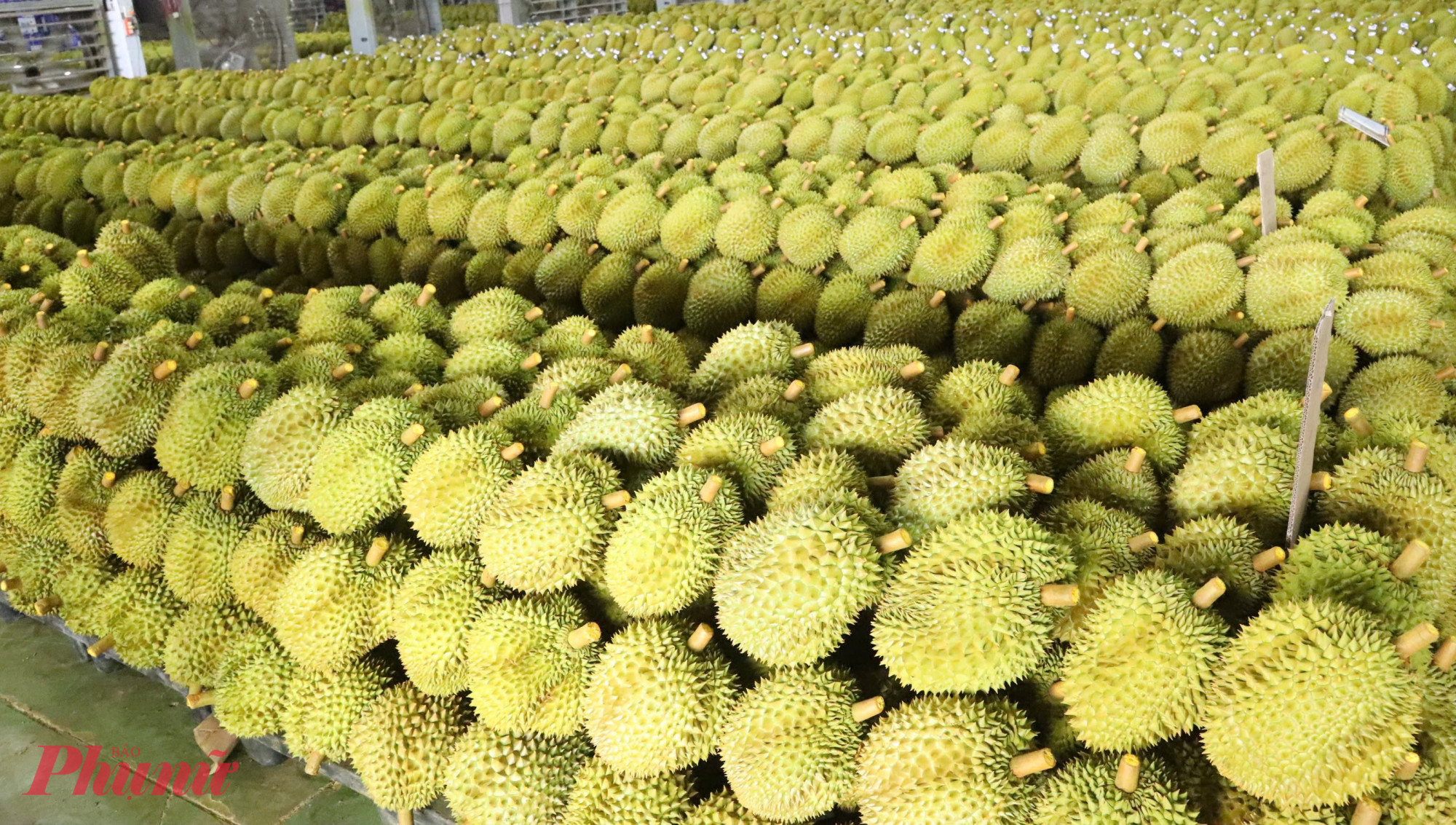 Đắk Lắk đang trong giai đoạn cao điểm thu hoạch sầu riêng