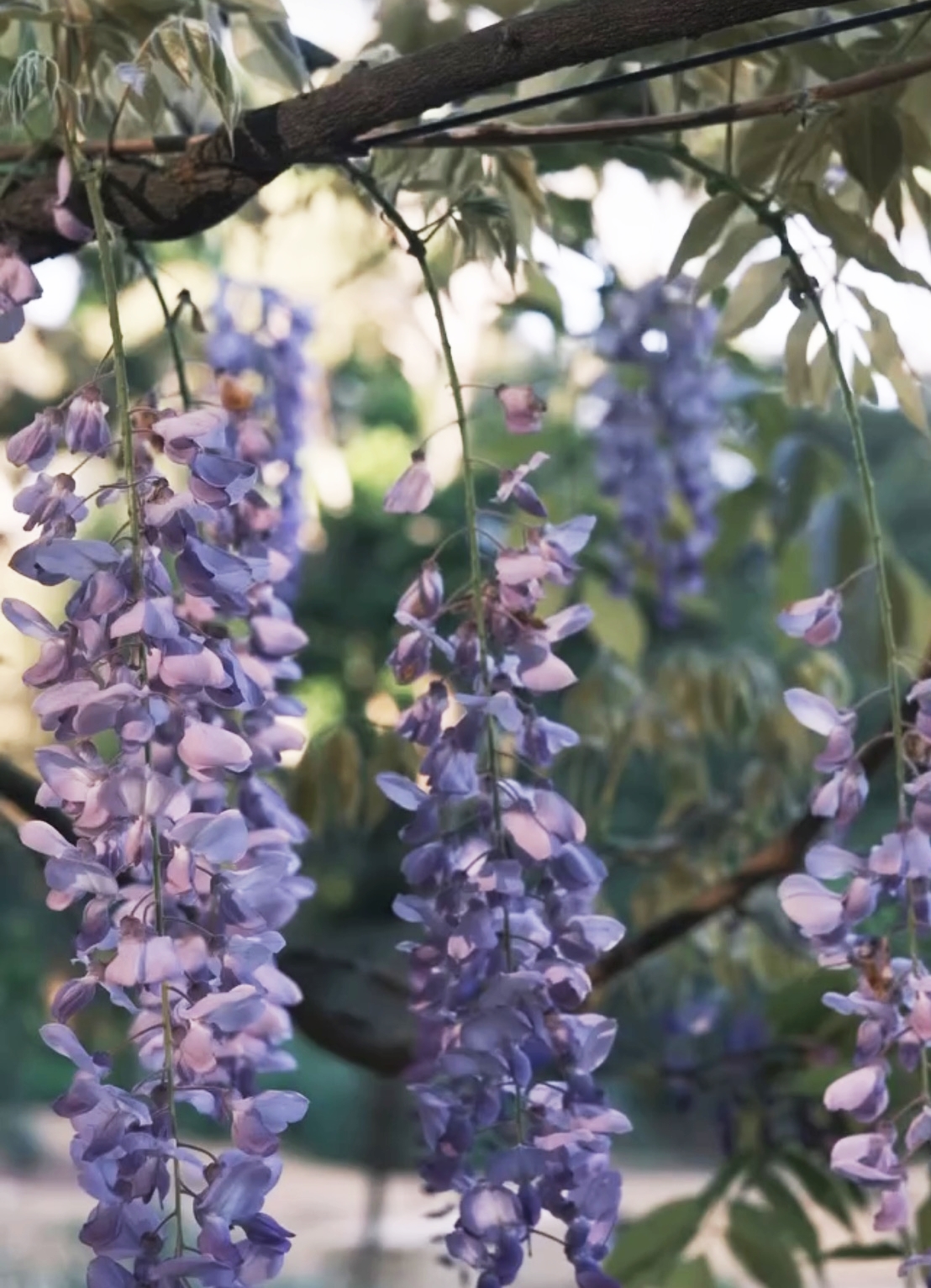 Từ tháng 9 đến tháng 11, cả khu vườn như bừng sáng bởi những chùm hoa buông rủ mềm mại, hương thơm thanh khiết lan tỏa trong không khí se lạnh đầu xuân. Dưới ánh nắng nhẹ, từng dải hoa đung đưa theo gió, tạo nên khung cảnh nên thơ tựa như bước ra từ bức tranh.