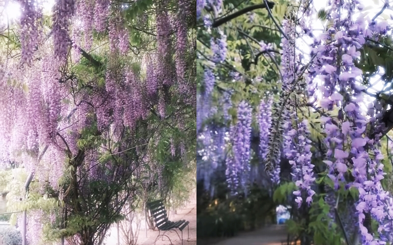 Thời điểm lý tưởng nhất để chiêm ngưỡng hoa tử đằng là từ giữa tháng 9 đến giữa khoảng tháng 11, khi hoa nở rộ và sắc tím phủ kín toàn bộ mái vòm. Buổi sáng sớm hoặc chiều muộn là lúc ánh sáng dịu dàng nhất, tạo điều kiện tuyệt vời cho việc chụp ảnh.