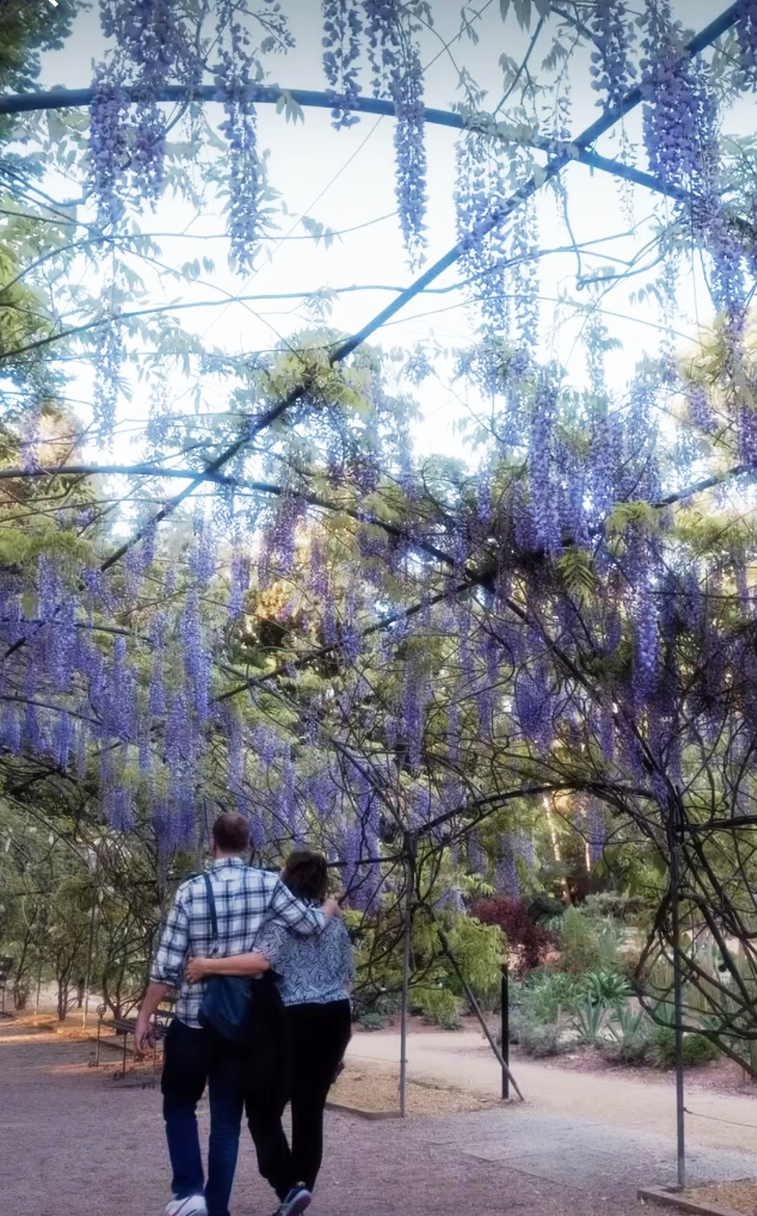 Đi dạo dưới những vòm tử đằng, du khách sẽ cảm nhận được sự an yên và tươi mới len lỏi trong từng hơi thở. Tiếng chim hót lẫn trong tiếng gió, mùi cỏ cây hòa quyện cùng hương hoa dịu ngọt, tất cả tạo nên một bản giao hưởng thiên nhiên khiến bước chân chậm lại.