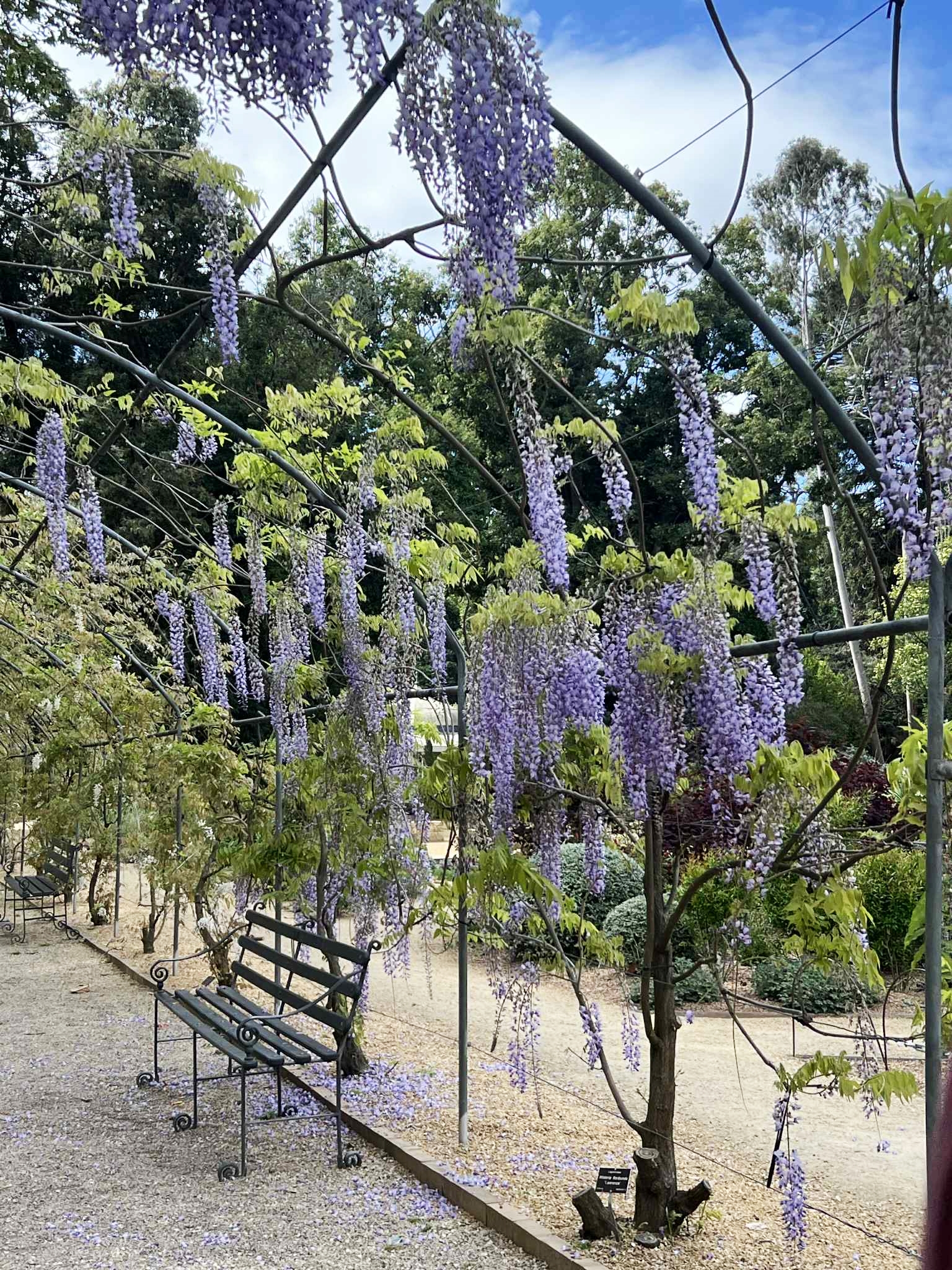 Những hàng ghế được bố trí dọc lối đi giúp du khách có thể dừng chân ngắm cảnh, chụp ảnh hay đơn giản chỉ để tận hưởng phút giây lặng lẽ giữa lòng thành phố. Không chỉ là điểm check-in được yêu thích, mùa tử đằng còn là dịp Adelaide Botanic Garden thu hút hàng ngàn du khách yêu thiên nhiên đến chiêm ngưỡng và ghi lại khoảnh khắc đáng nhớ của mùa xuân nước Úc. 