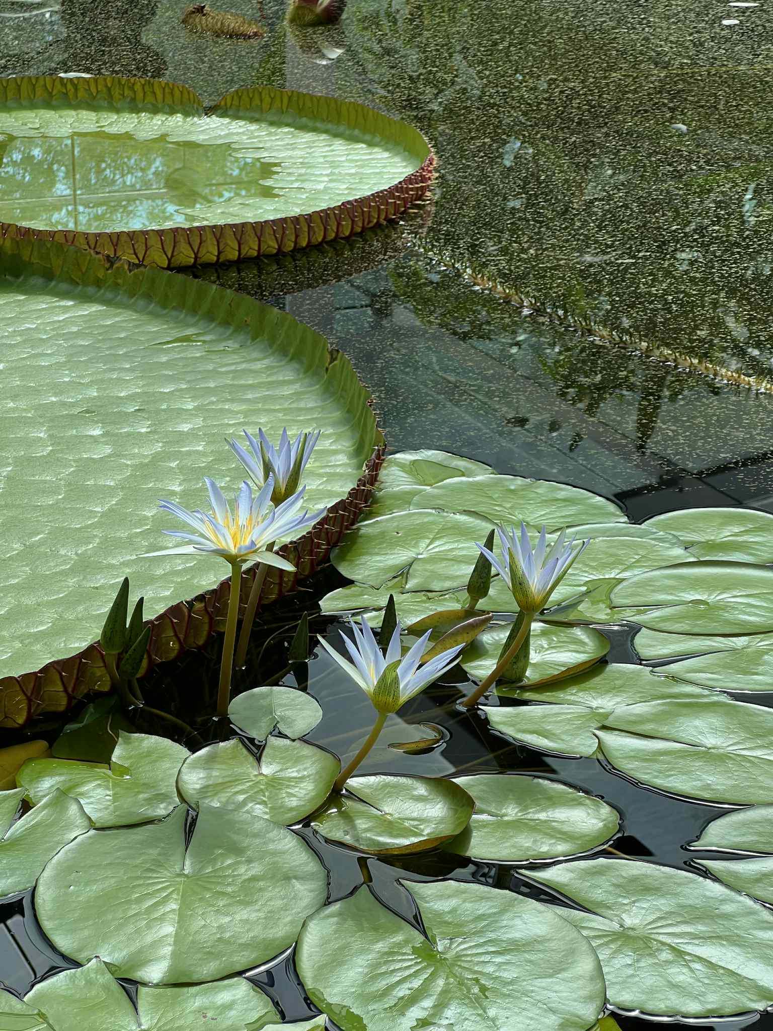 Adelaide Botanic Garden nằm trên trục đường North Terrace, chỉ cách trung tâm thành phố vài phút đi bộ, mở cửa miễn phí cho du khách tham quan quanh năm.