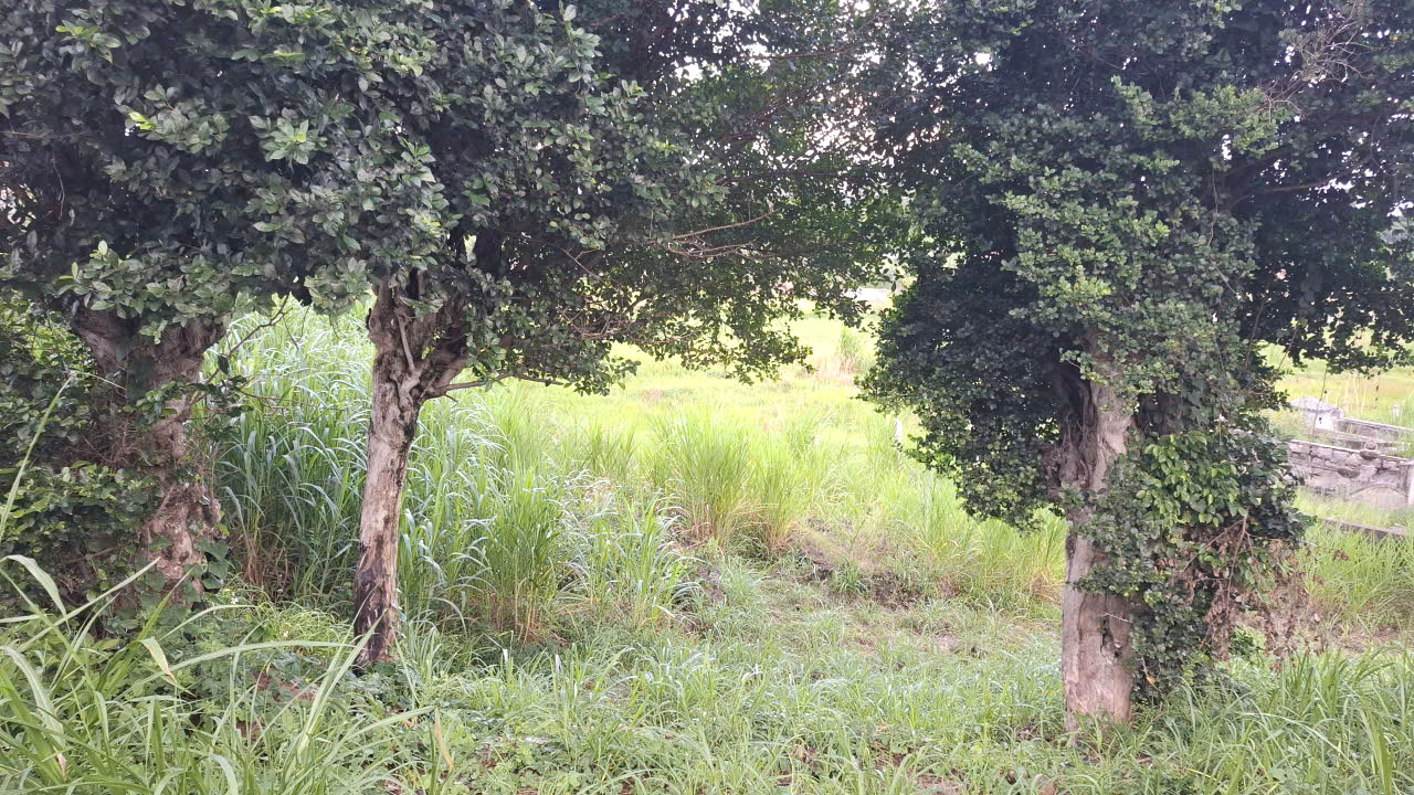 Hàng cây duối mọc hoang “làm đẹp” đám ruộng còn hiếm hoi ở xã Ô Loan (Đắk Lắk) - Ảnh: Mạnh Trâm Trân