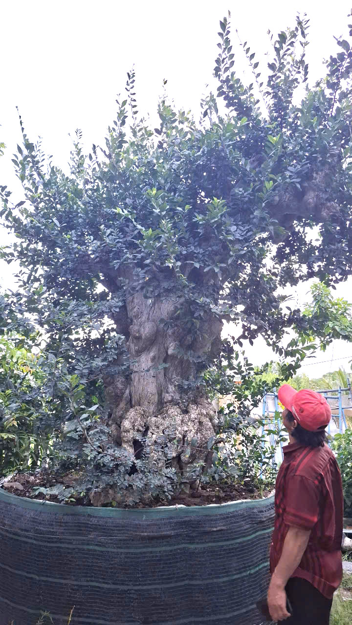 Duối trả 4 tỷ không cho rờ- Ảnh: Mạnh Trâm Trân