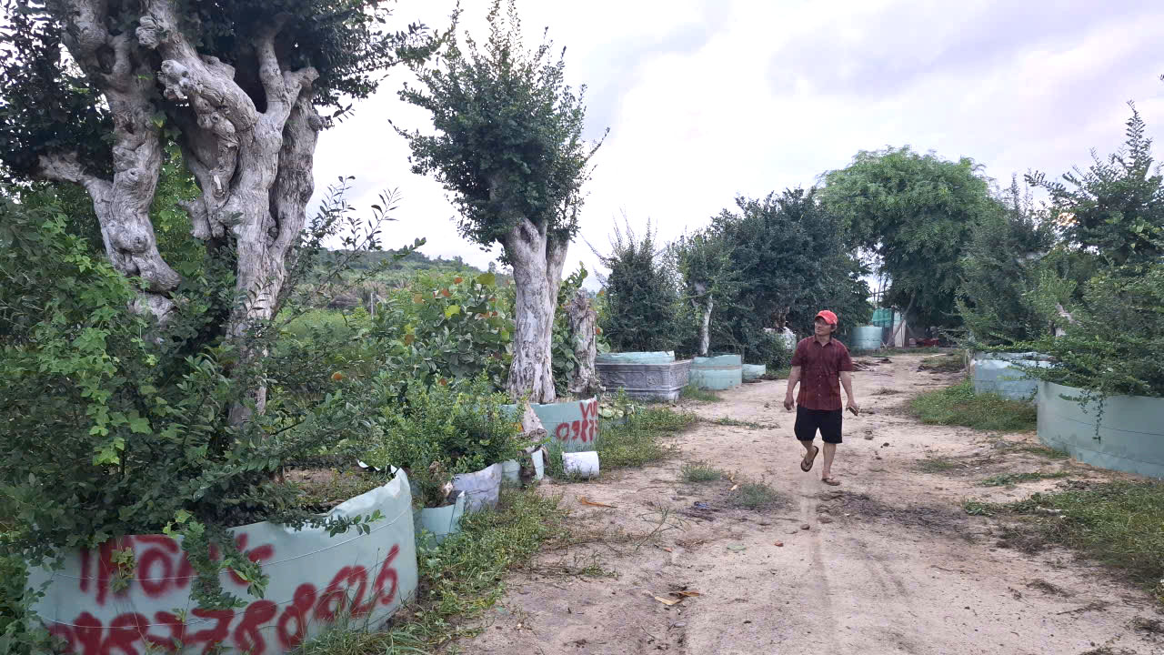 Trồng duối cảnh quây tôn quanh gốc rồi cho ăn đá- Ảnh: Mạnh Trâm Trân