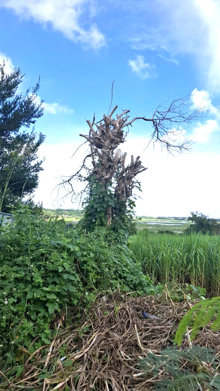 Bụi duối rẫy ở xã Tuy An Nam (Đắk Lắk) bị chặt cành nhánh chết khô để lấy đất trồng cỏ cho bò- Ảnh: Mạnh Trâm Trân