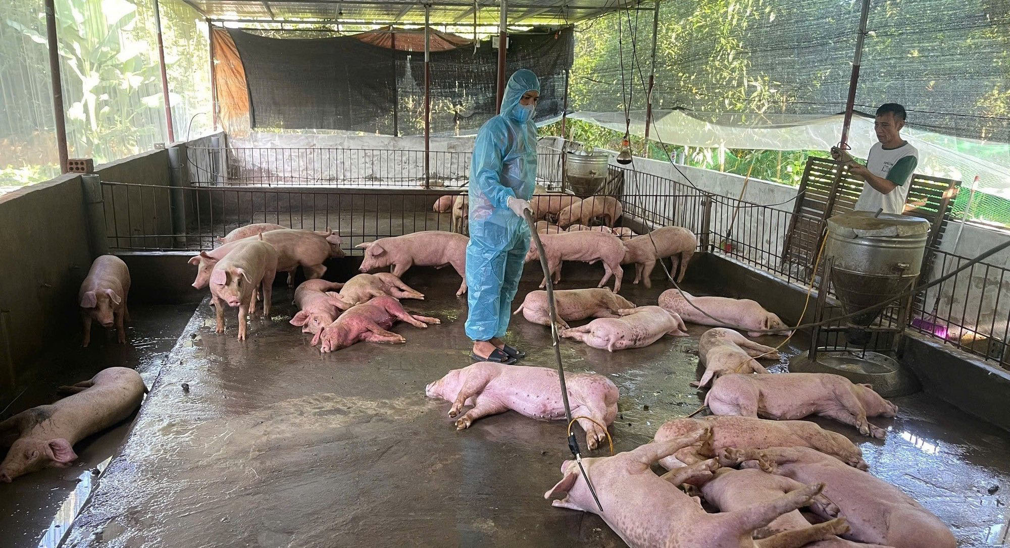 Chủ tịch UBND phường Hòa Hiệp ban hành quyết định công bố dịch tả lợn châu Phi trên địa bàn phường sau khi có kết quả xét nghiệm từ cơ quan thú y có thẩm quyền- Ảnh: PHH