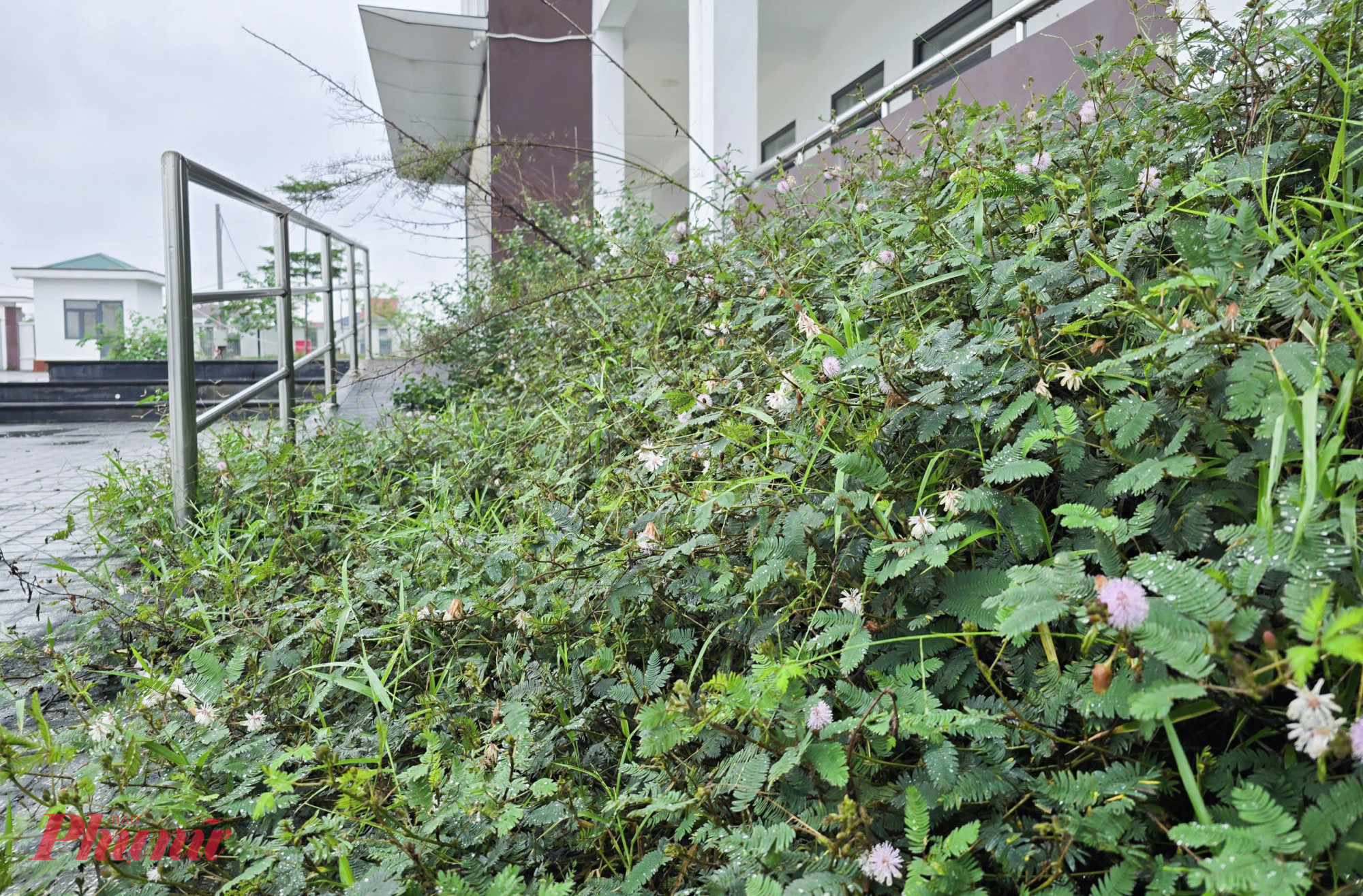 Cỏ mọc um tùm, che hết cả lối đi do bỏ hoang lâu ngày.