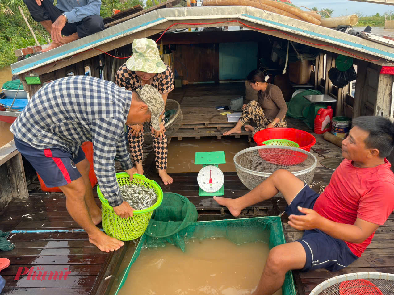 Sau khi đánh bắt về, người dân và thương lái thực hiện giao dịch cá ngay trên đồng, trên sông không phải qua chợ truyền thống.