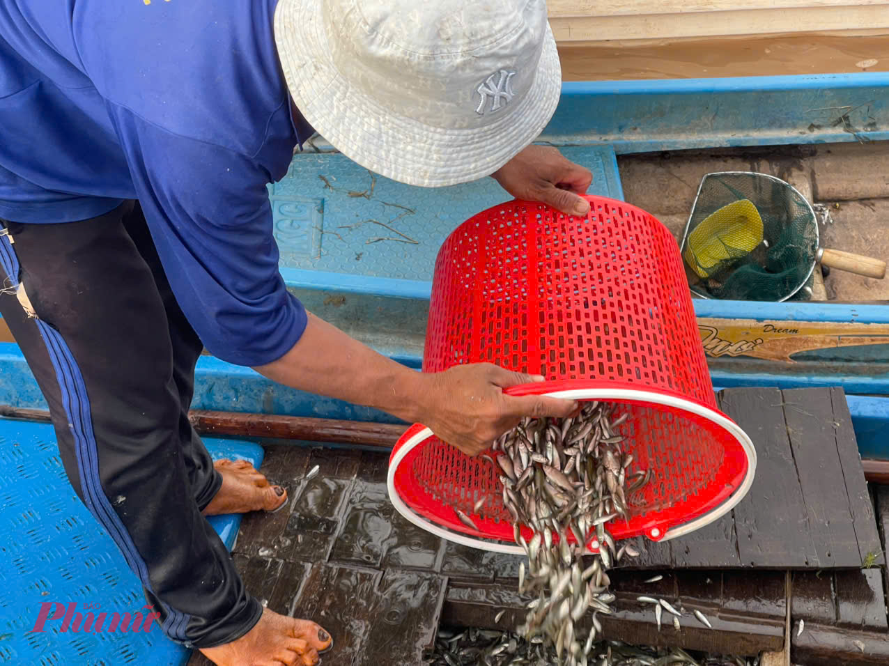 Cá linh được xem là một trong những sản vật trời cho nhiều nhất mùa nước lũ được người dân đánh bắt và các tiểu thương săn đón nhiều nhất. Vào đầu mùa giá cá linh thường rất cao giao đồng từ 200.000 đến 300.000 đồng/kg, vào lúc cao điểm thì giá rẻ hơn nhưng vẫn được nhiều thương lái săn đón.