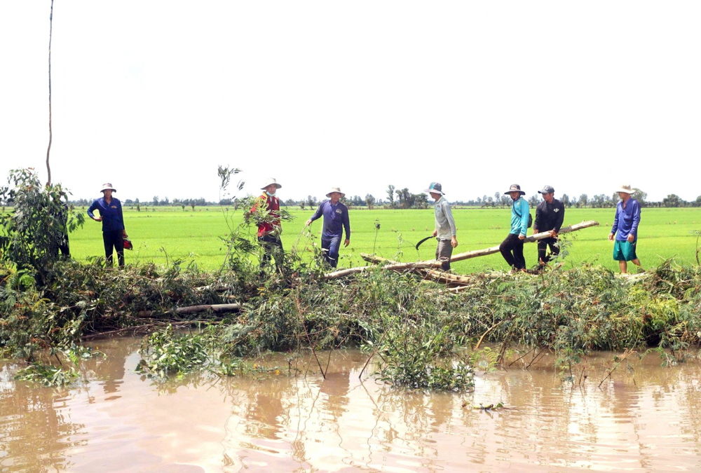 Người dân xã Vĩnh Châu, tỉnh Tây Ninh đốn cây để gia cố đê bao bảo vệ lúa trước mưa lũ và triều cường