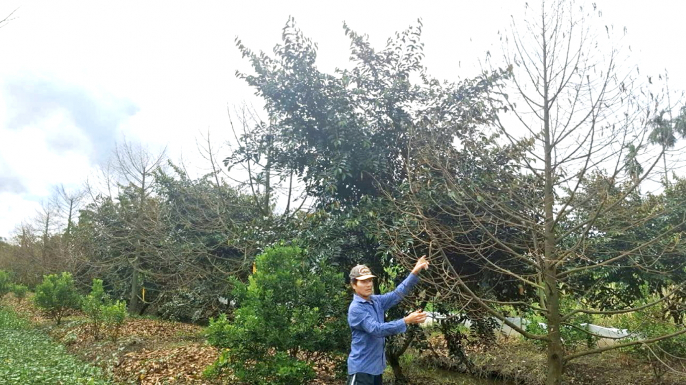 Vườn sầu riêng của người dân xã Nhơn Ái, TP Cần Thơ bắt đầu rụng lá và chết dần do bị ngập lũ vừa qua