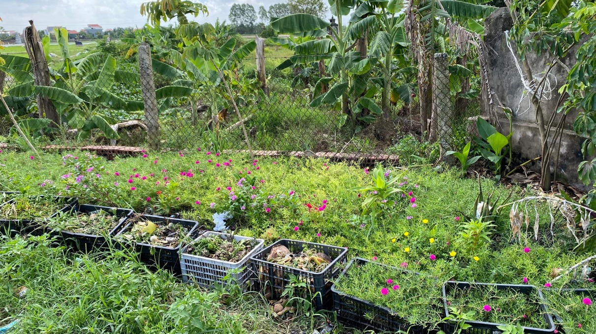 Từ rác thải thành vườn xanh Góc vườn này của gia đình tôi, rác bếp, rác hữu cơ đã biến thành hoa