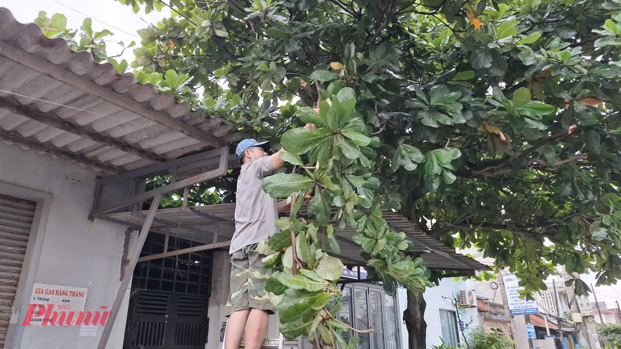 Người dân phường Phú Yên (Đắk Lắk) chặt cây xanh trước nhà để phòng tránh bão số 13 làm ngã đổ sập nhà- Ảnh: Mạnh Trâm Trân