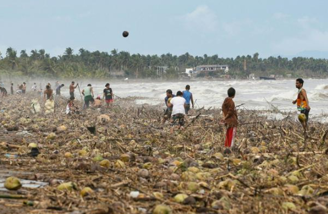 Người dân hái dừa trôi dạt vào bờ biển do cơn bão Kalmaegi ở thị trấn Mayorga, tỉnh Leyte hôm thứ Ba