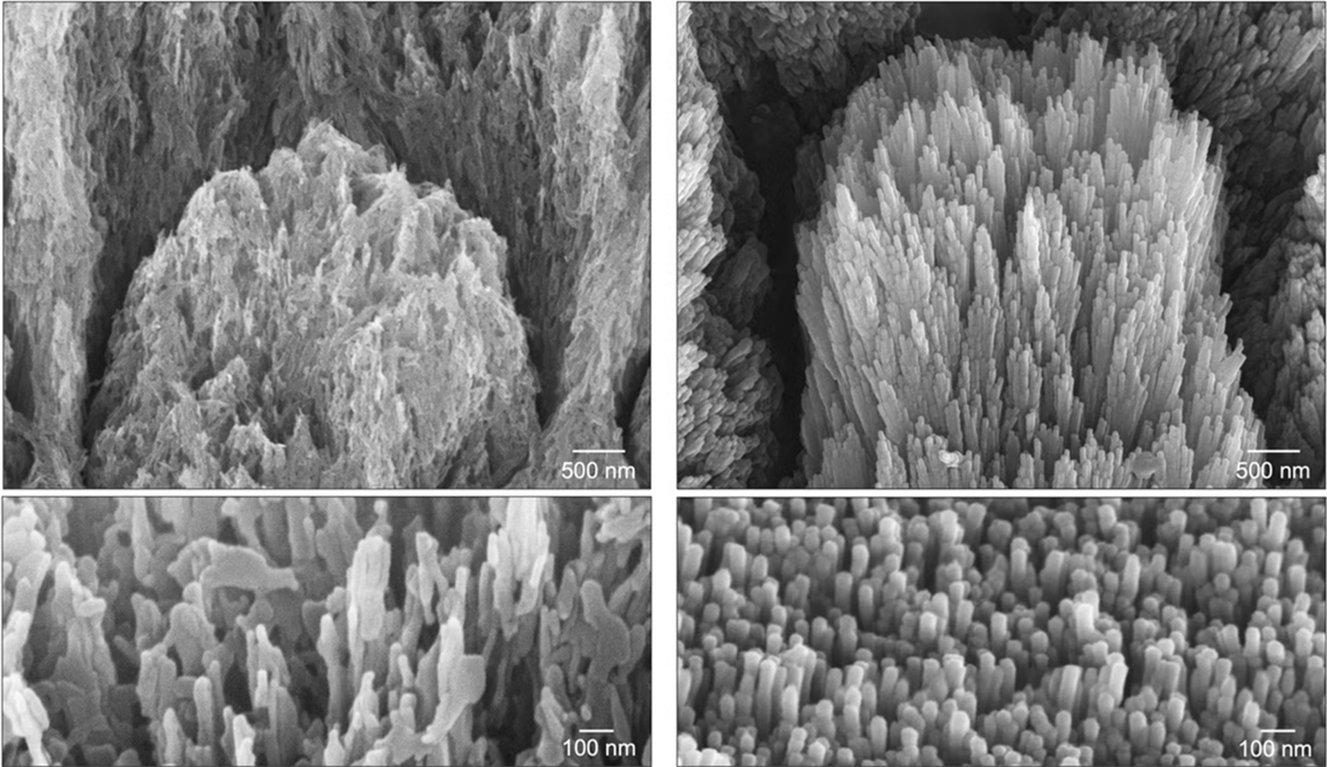 Các ảnh chụp dưới kính hiển vi điện tử của một chiếc răng bị mất khoáng men răng (cột bên trái) và chiếc răng đó sau 2 tuần được “tái tạo” (cột bên phải) — Ảnh: The Independent