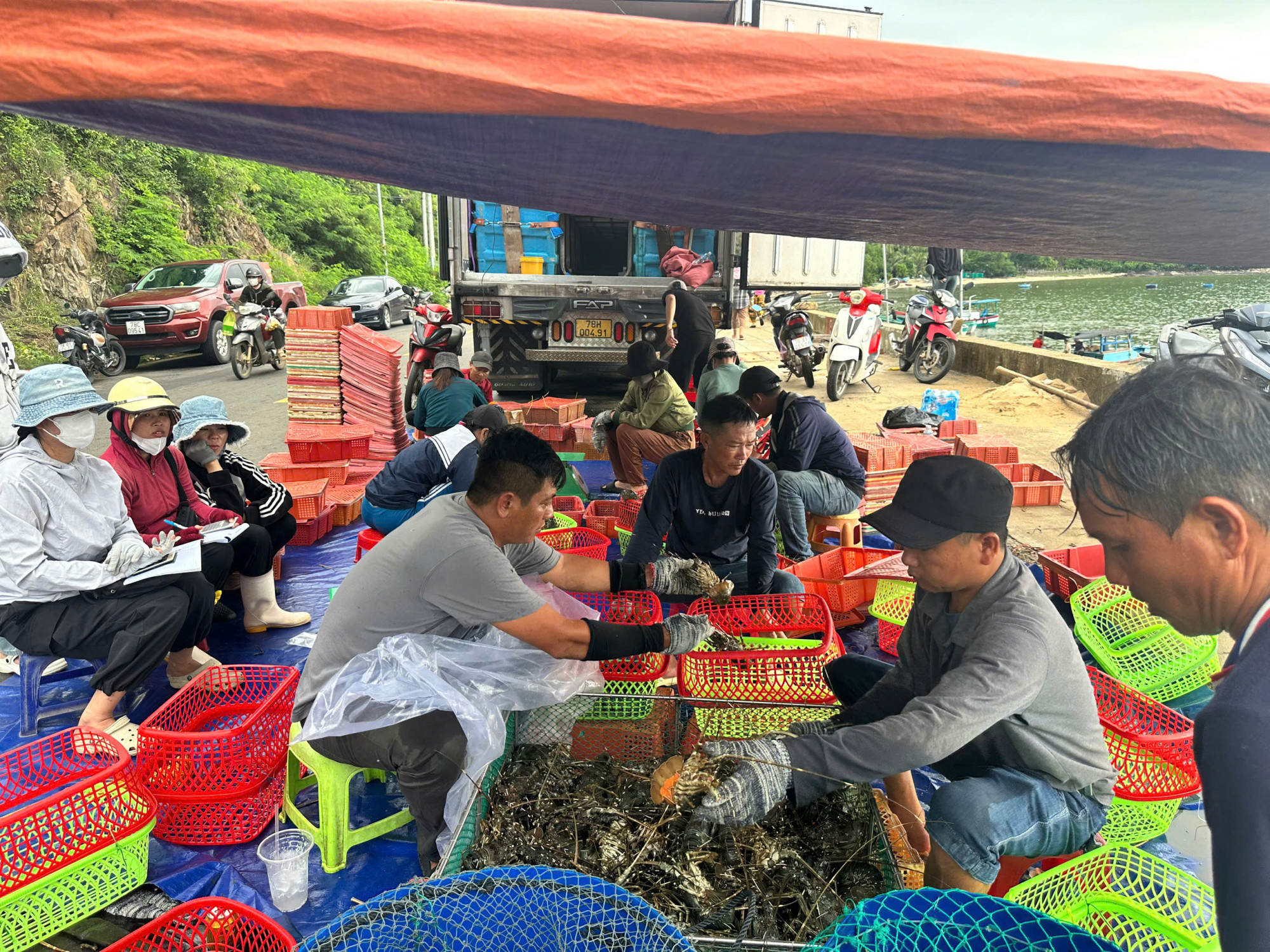 Ngày 5/11, người dân tại các xã, phường ven biển của tỉnh Đắk Lắk đang khẩn trương thu hoạch những lồng tôm tum hùm đã đạt kích cỡ thương phẩm để bán cho thương lái, nhằm hạn chế thiệt hại trước khi bão số 13 đổ bộ - Ảnh: M.N.