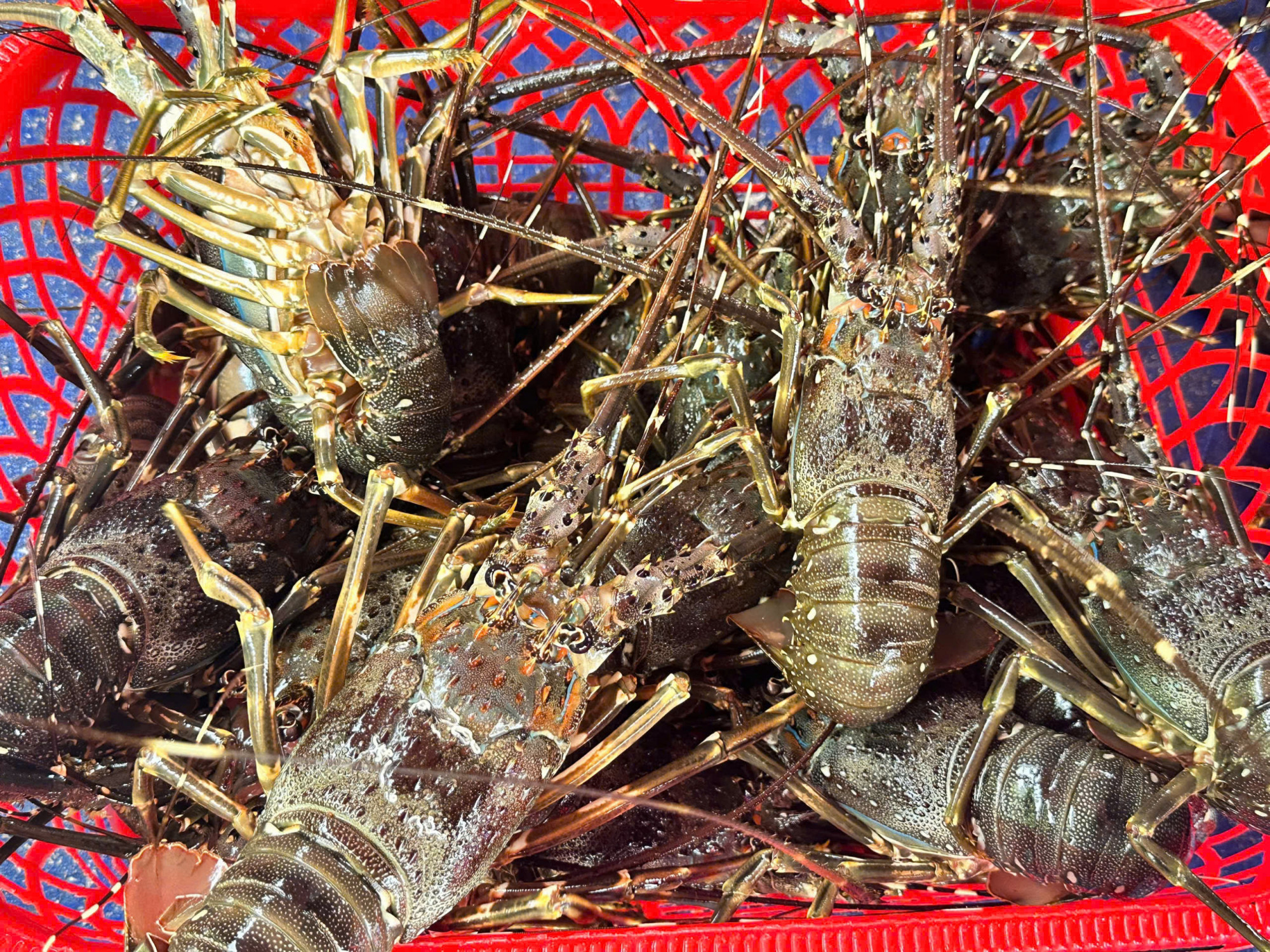 Theo người dân địa phương, giá tôm hùm cách đây vài ngày dao động từ 810.000 – 820.000 đồng/kg, nhưng hiện nay đã giảm xuống còn khoảng 750.000 – 770.000 đồng/kg. Dù giá giảm, nhiều hộ vẫn quyết định thu hoạch sớm để tránh rủi ro khi bão đến.