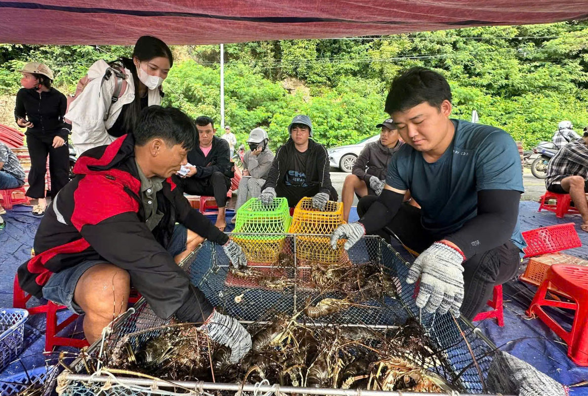 Người nuôi tôm trên vịnh Xuân Đài, ai cũng hối hả, lo kịp thời thu hoạch để tránh thiệt hại khi bão đổ bộ.