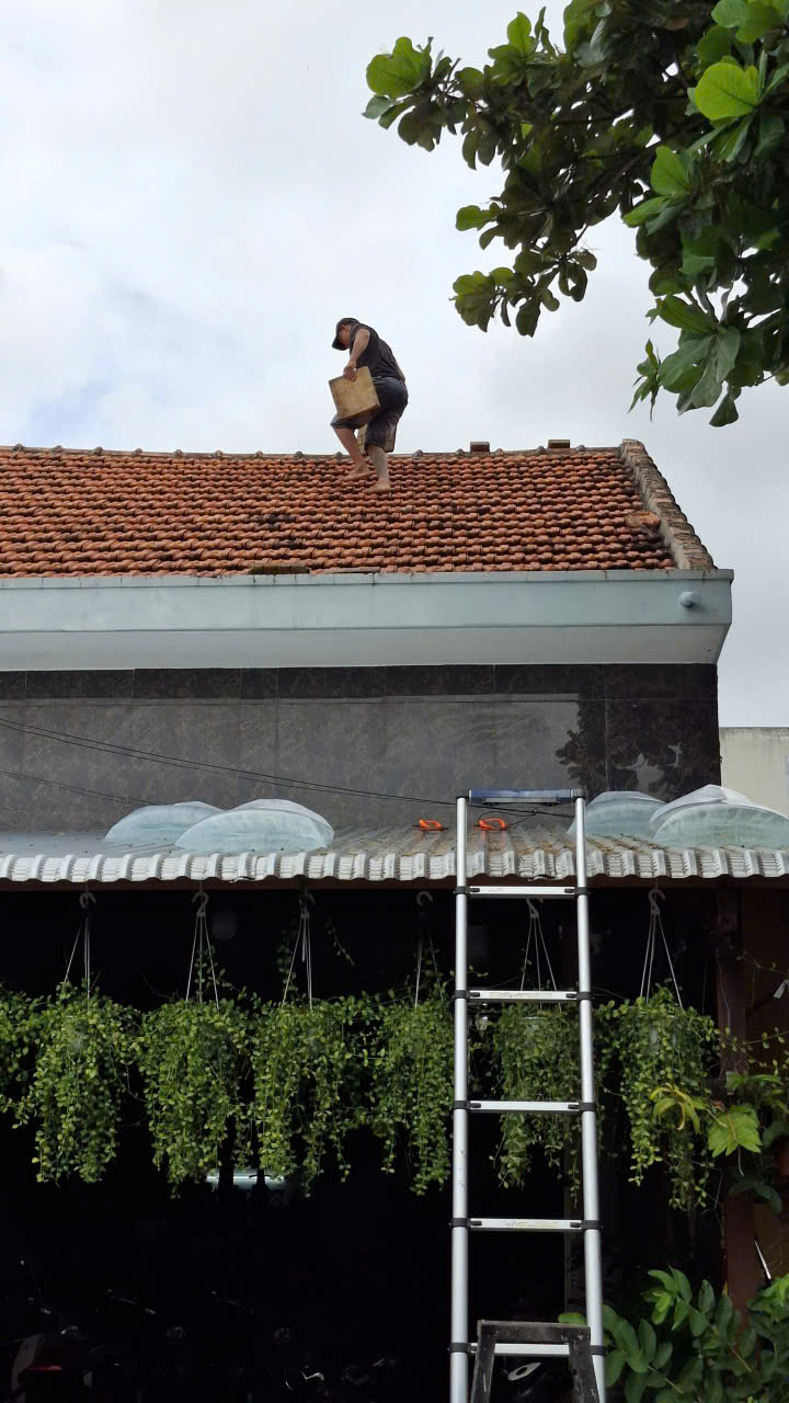 Nhà dân ven biển vùng nguy cơ triều cường xâm thực, người dân tất bật leo lên mái nhà gia cố mái, chặt cây xanh nguy cơ ngã đổ- Ảnh: Trâm Trân