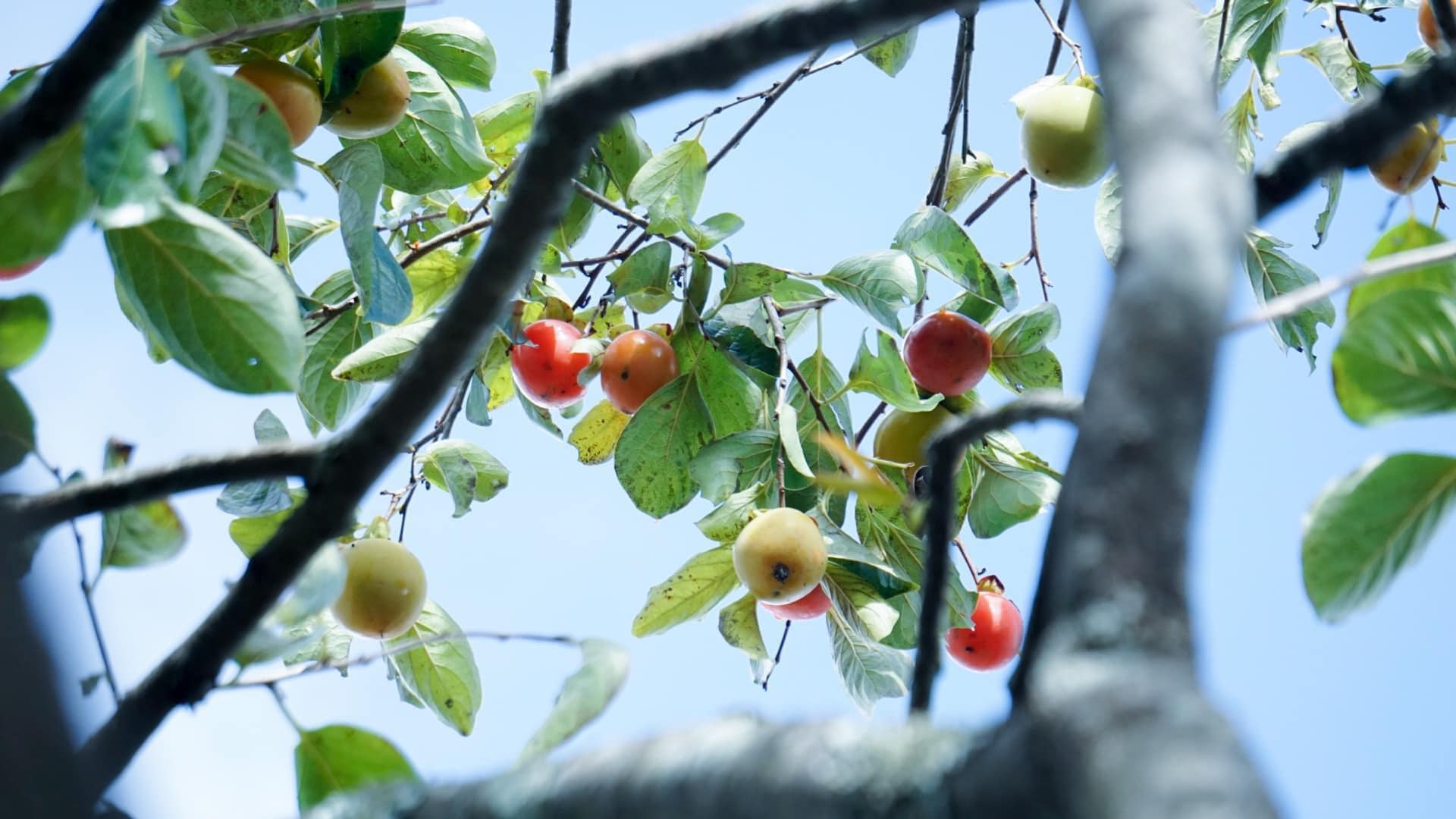 Tháng 11, Đà Lạt vẫn còn vương mùa hồng chín – những vườn hồng treo gió lấp lánh trong nắng sớm, nhuộm hồng cả triền đồi. Đây là thời điểm lý tưởng để du khách tranh thủ ghé thăm, vừa thưởng ngoạn khung cảnh nên thơ vừa ghi lại những bức hình rực rỡ giữa mùa thu hoạch. Những khu vườn ở Trại Hầm, Đa Quý hay Xuân Trường mở cửa đón khách tham quan, hái hồng và trải nghiệm không khí yên bình đặc trưng của cao nguyên Đà Lạt vào những ngày cuối thu.