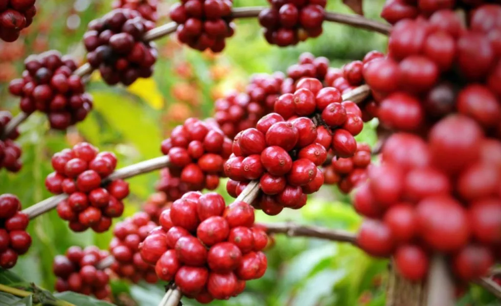 Ghé thăm 'Vương quốc cà phê mùa thu hoạch: Tháng 11 là thời điểm lý tưởng để bạn săn và chụp hình cùng những đồi/vườn cà phê chín đỏ. Ngoài chụp hình  check in, thử hái cà phê, tìm hiểu về quy trình, kỹ thuật hái, vận chuyển, phơi, chà xát...bạn còn có thể tìm hiểu các giai đoạn ủ cà phê, rang cà phê cũng như thưởng thức một tách cà phê nguyên chất, nóng hổi giữa cao nguyên lộng gió. Mùi hương cà phê lan tỏa trong không khí chính là đặc sản tinh thần mà bạn khó tìm thấy ở bất cứ nơi nào khác.