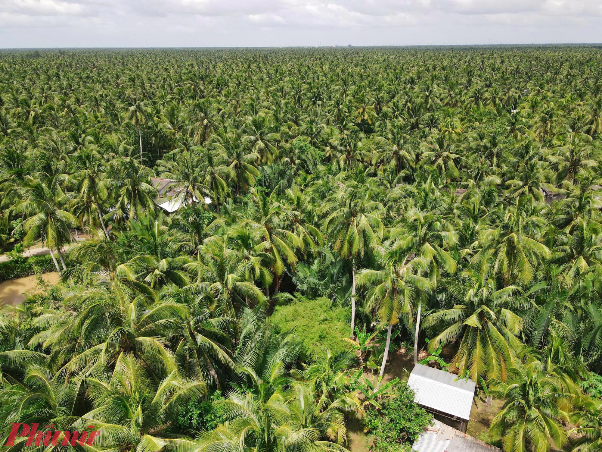 với diện tích khoảng 200.000ha, sản lượng mỗi năm khoảng 2 triệu tấn; tập trung chủ yếu ở vùng ĐBSCL